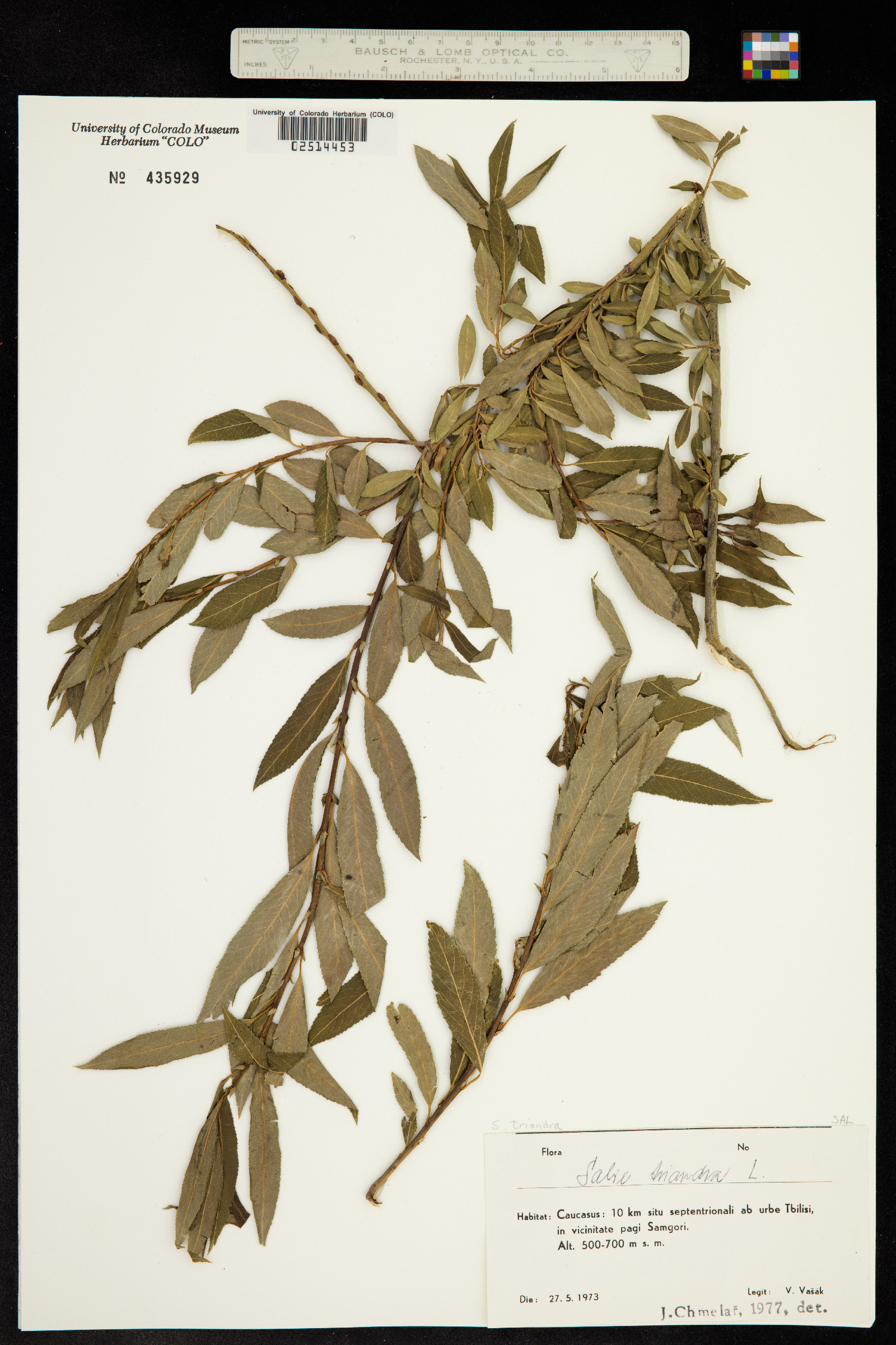 Salix triandra image