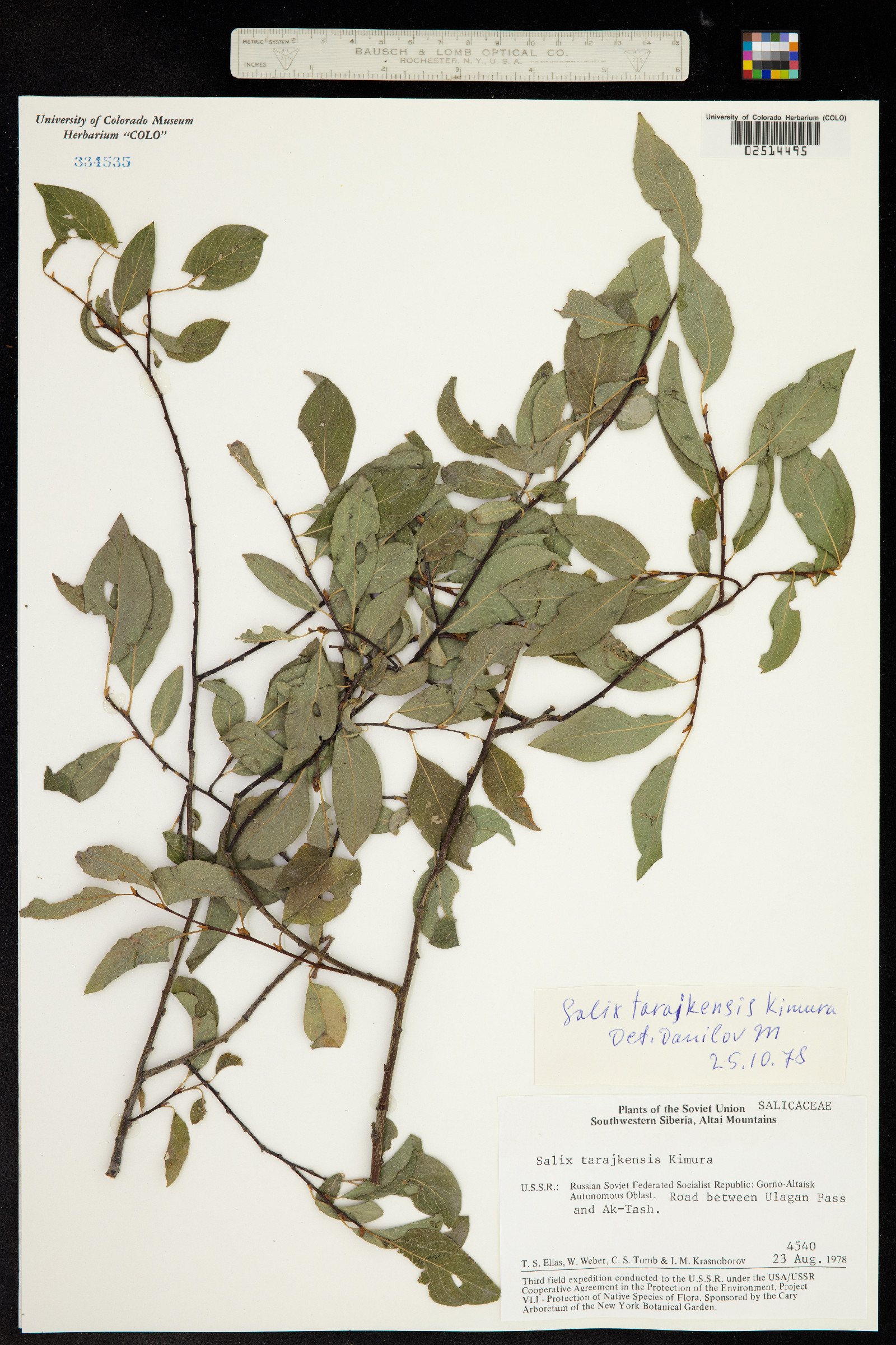 Salix taraikensis image