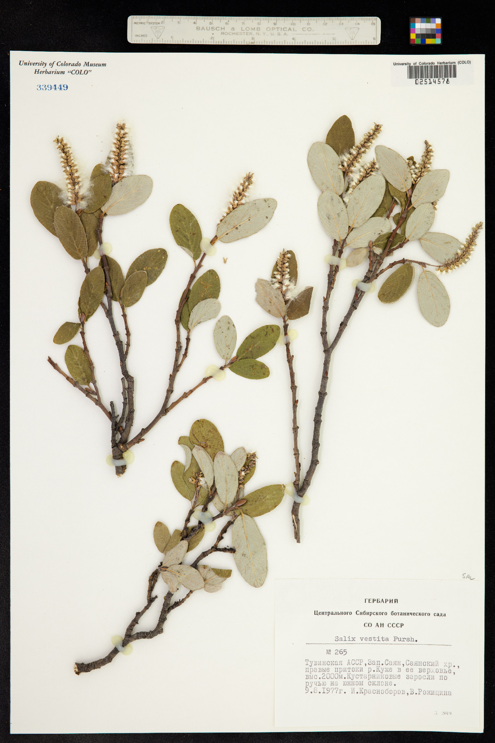 Salix vestita image