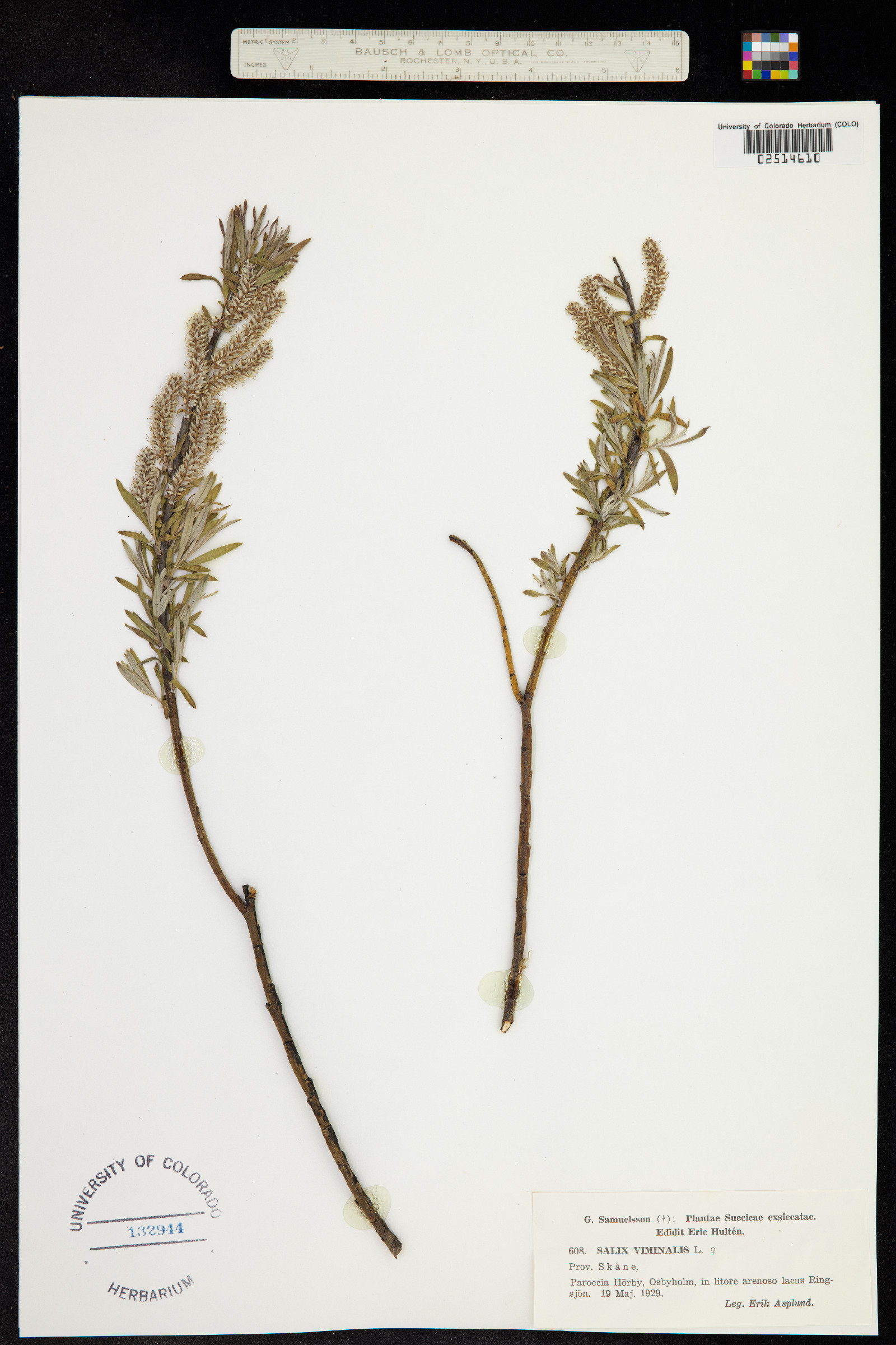 Salix viminalis image