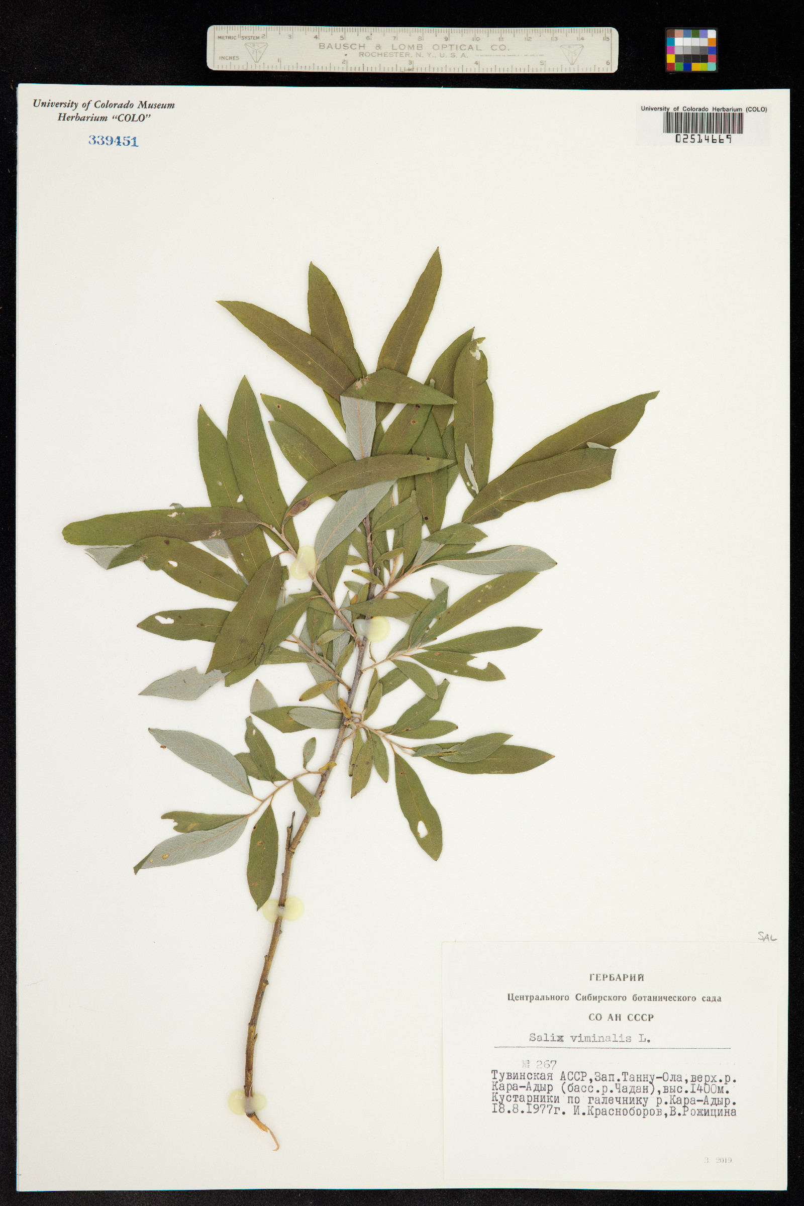 Salix viminalis image