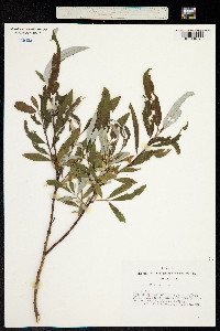 Salix viminalis image