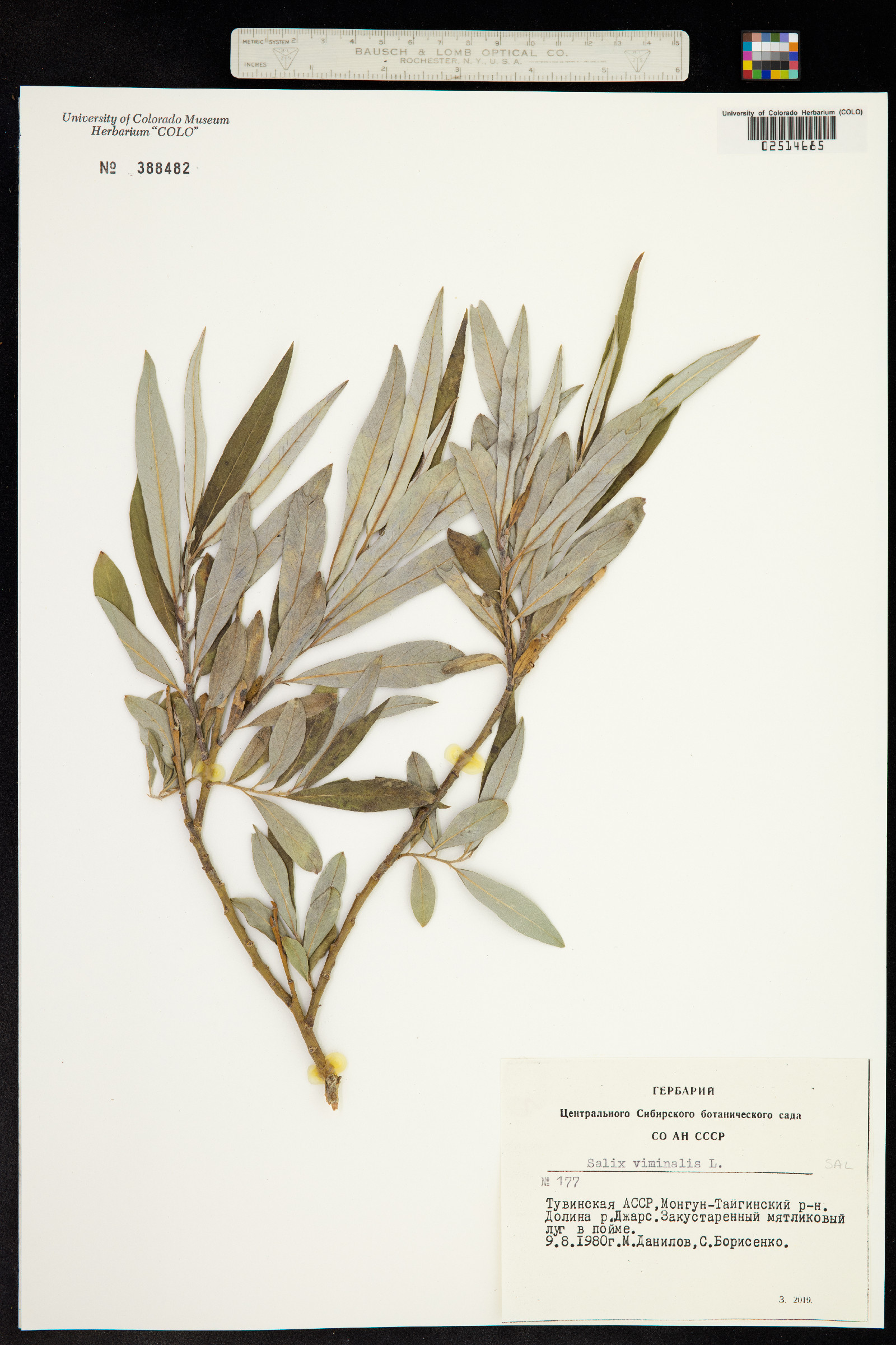 Salix viminalis image