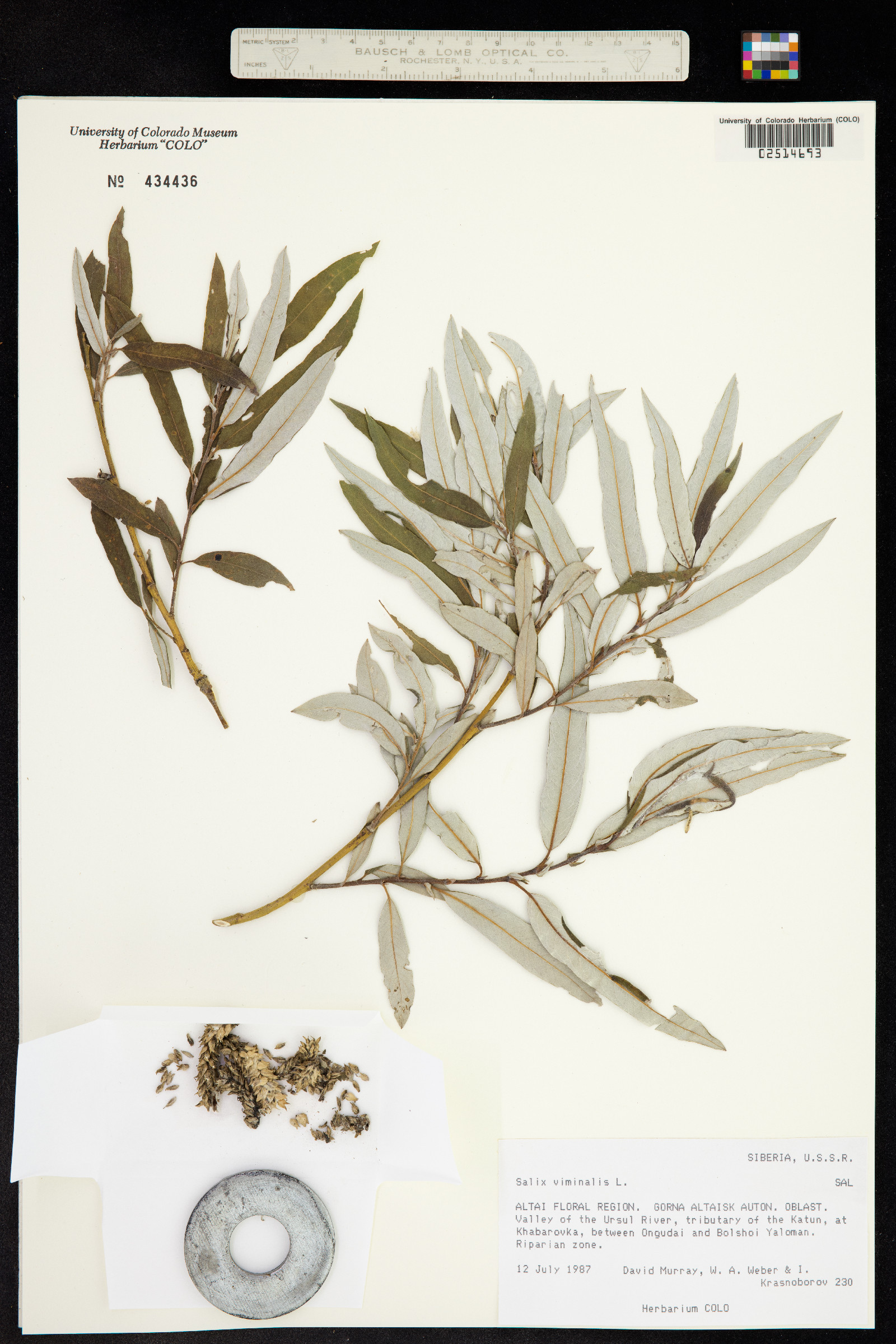 Salix viminalis image