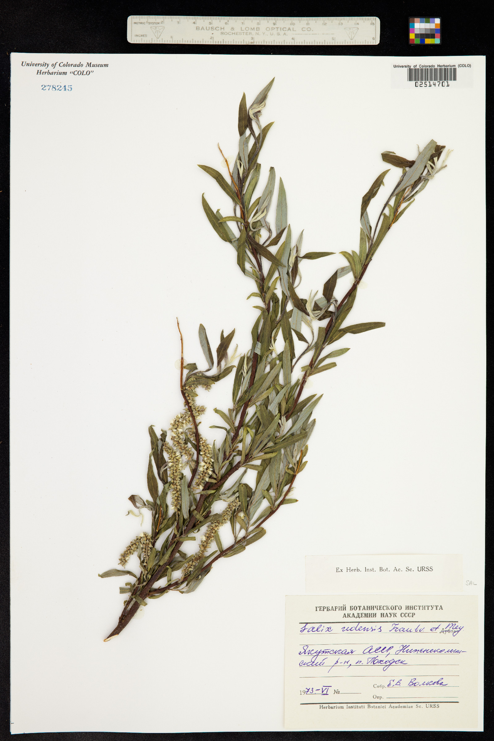 Salix caspica image