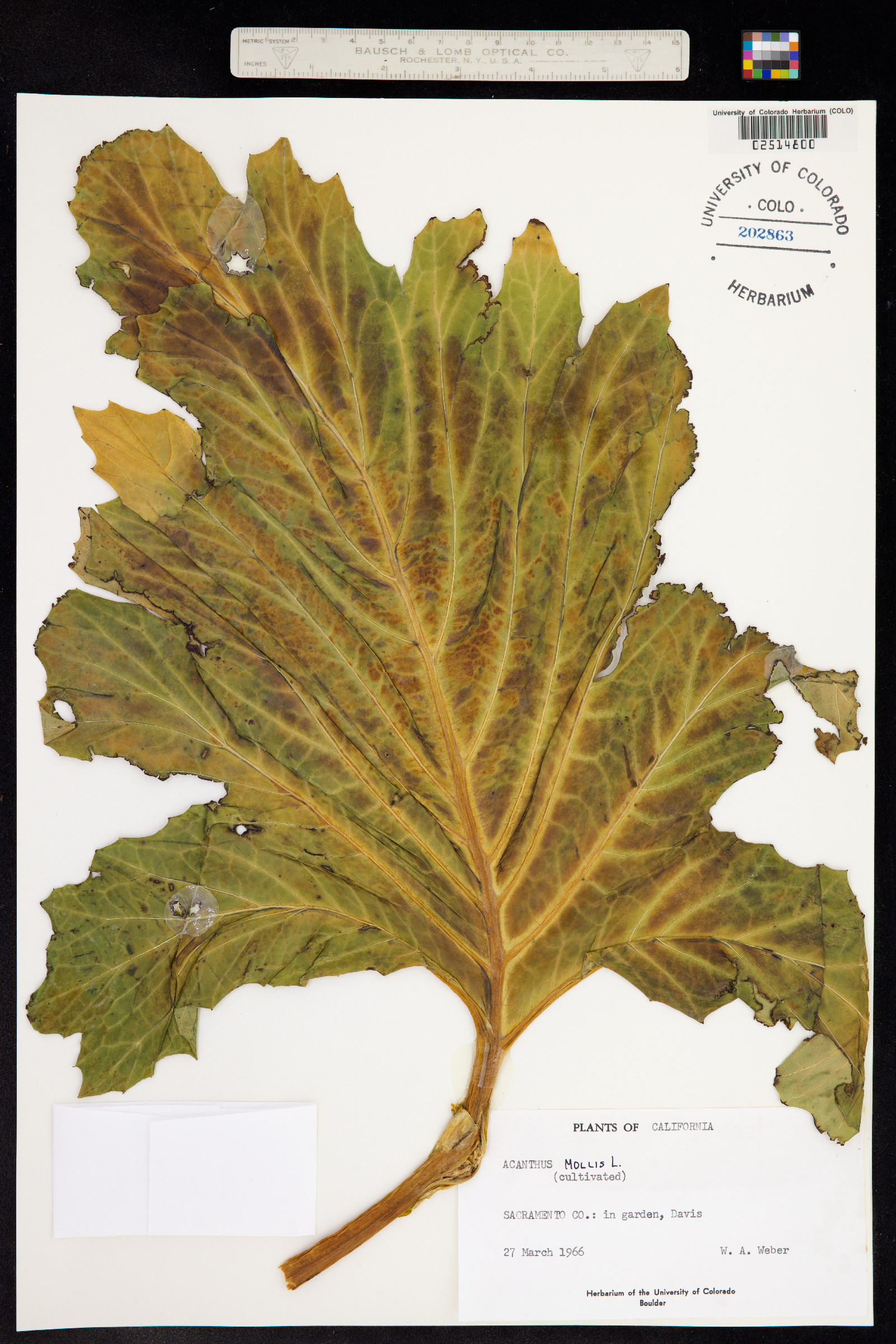 Acanthus mollis image