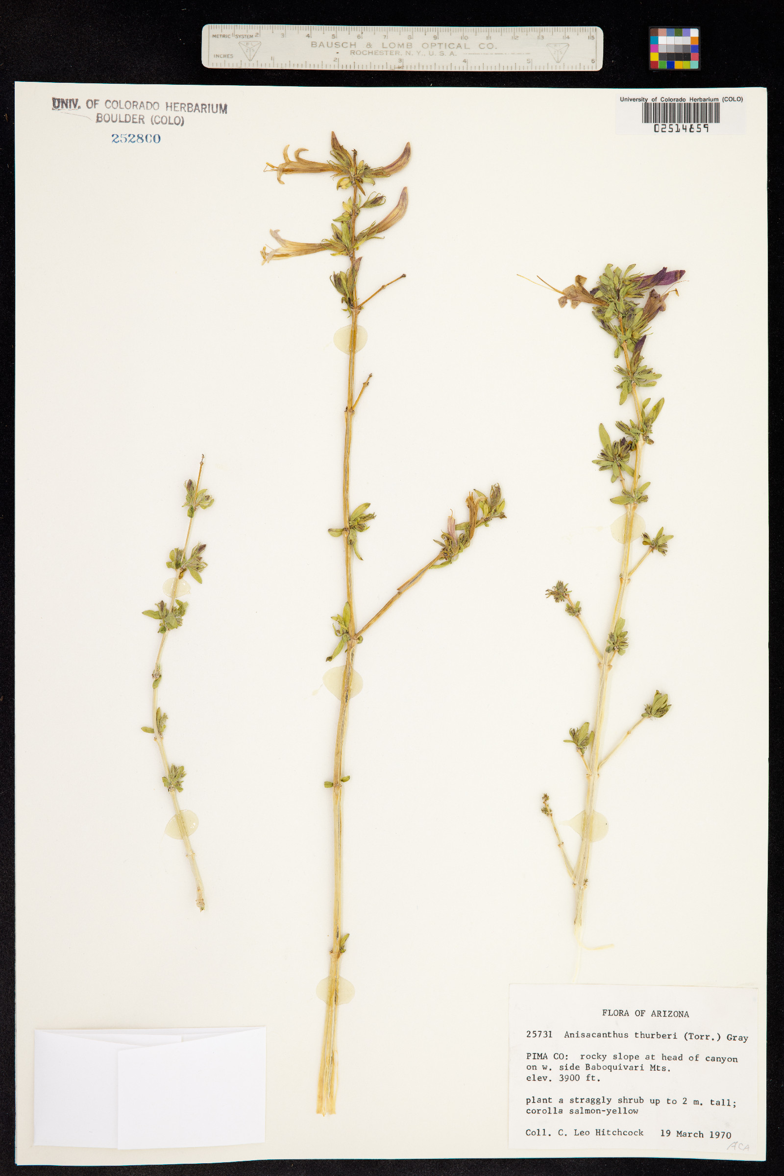 Anisacanthus thurberi image
