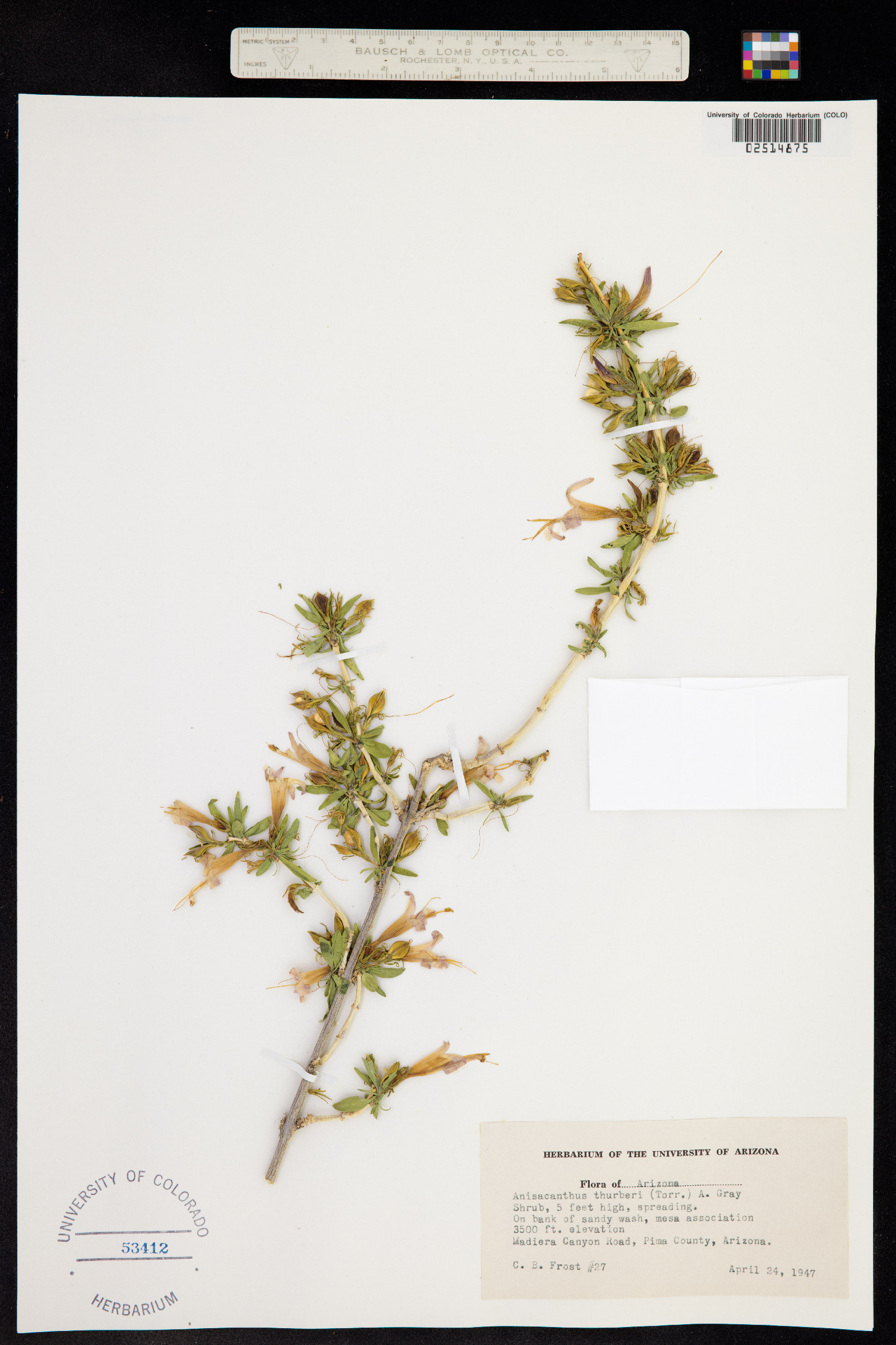 Anisacanthus image