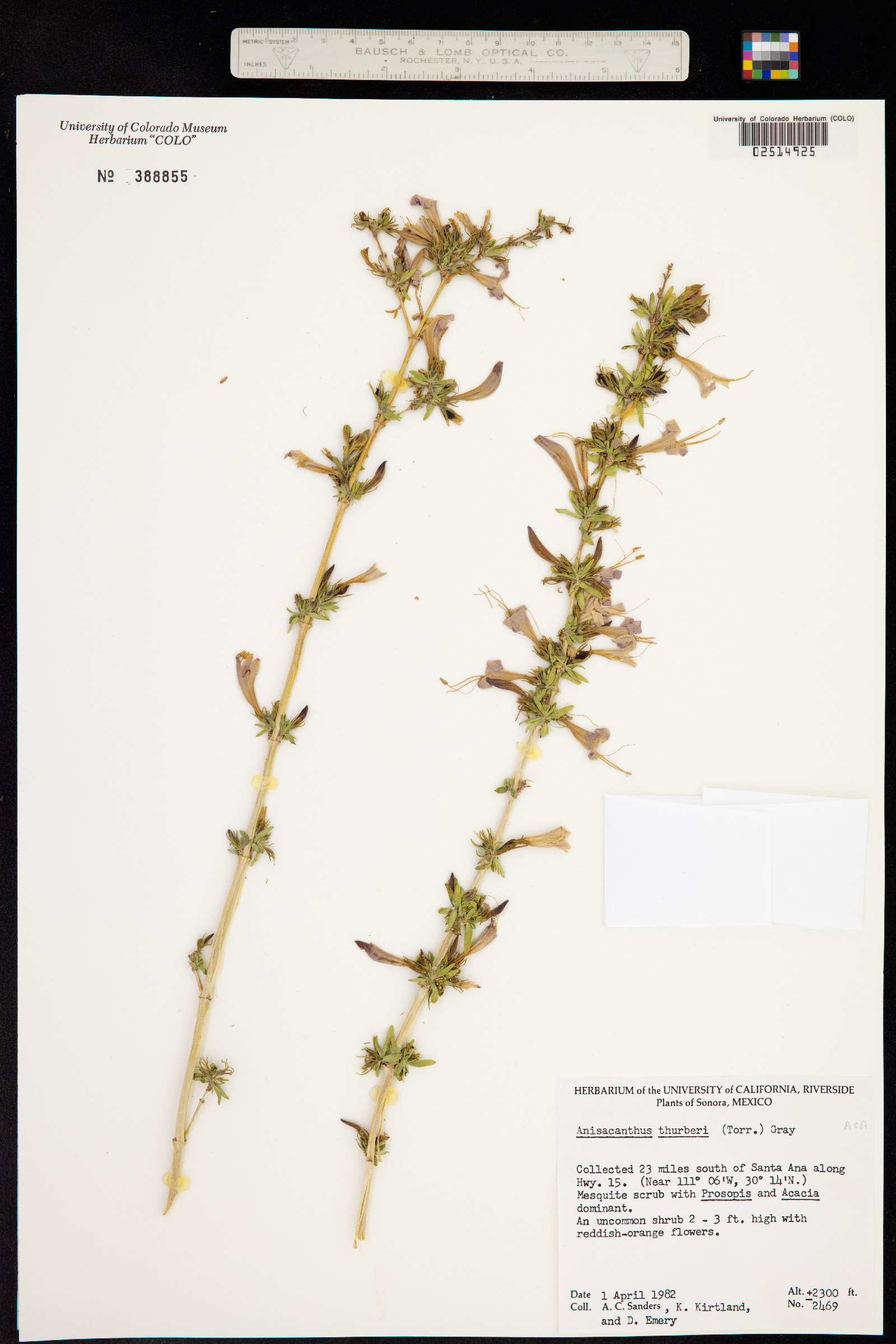 Anisacanthus thurberi image