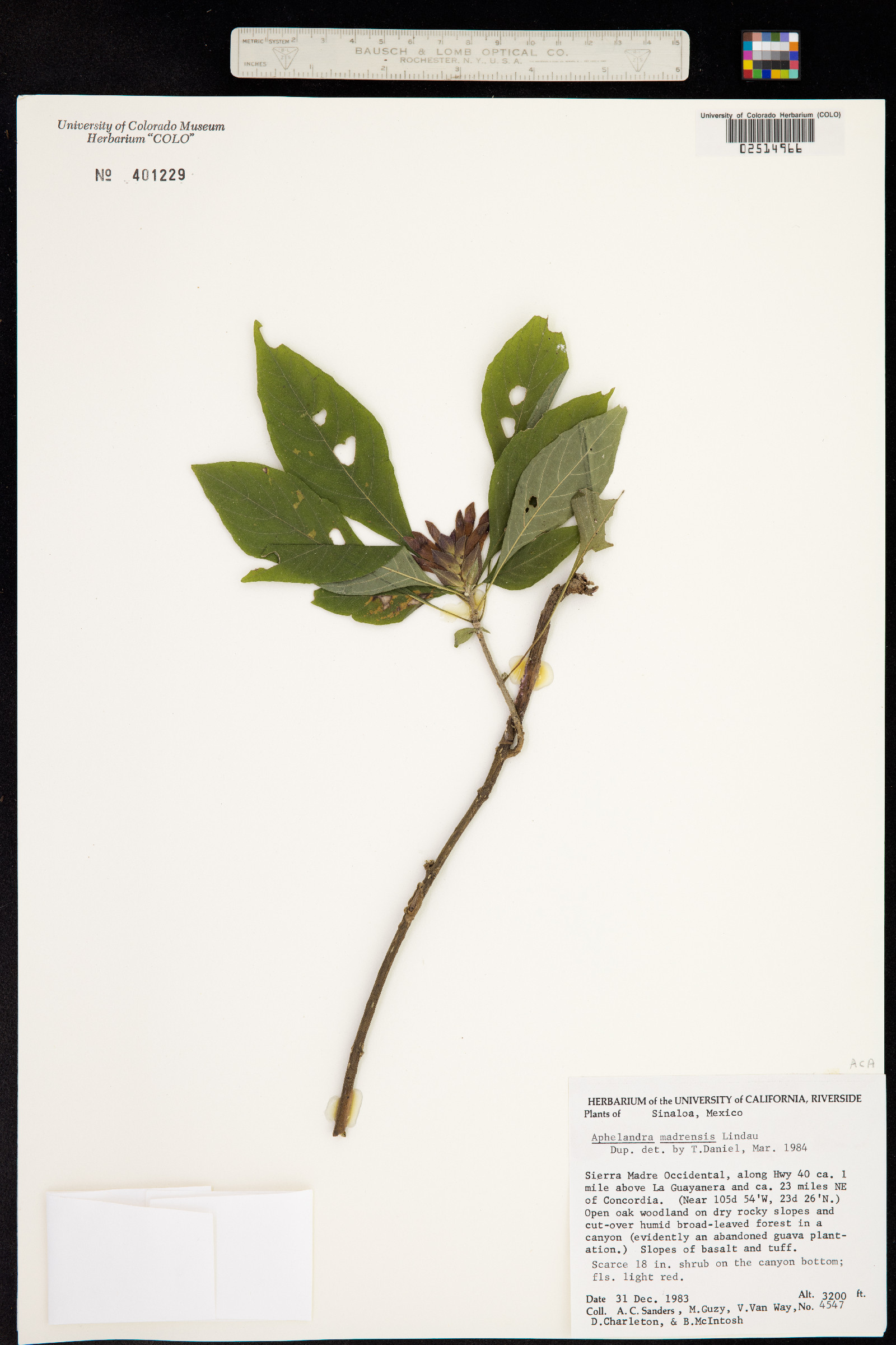 Aphelandra madrensis image