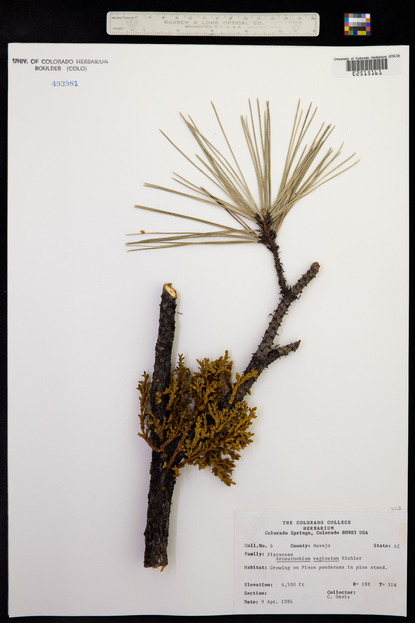 Arceuthobium vaginatum image