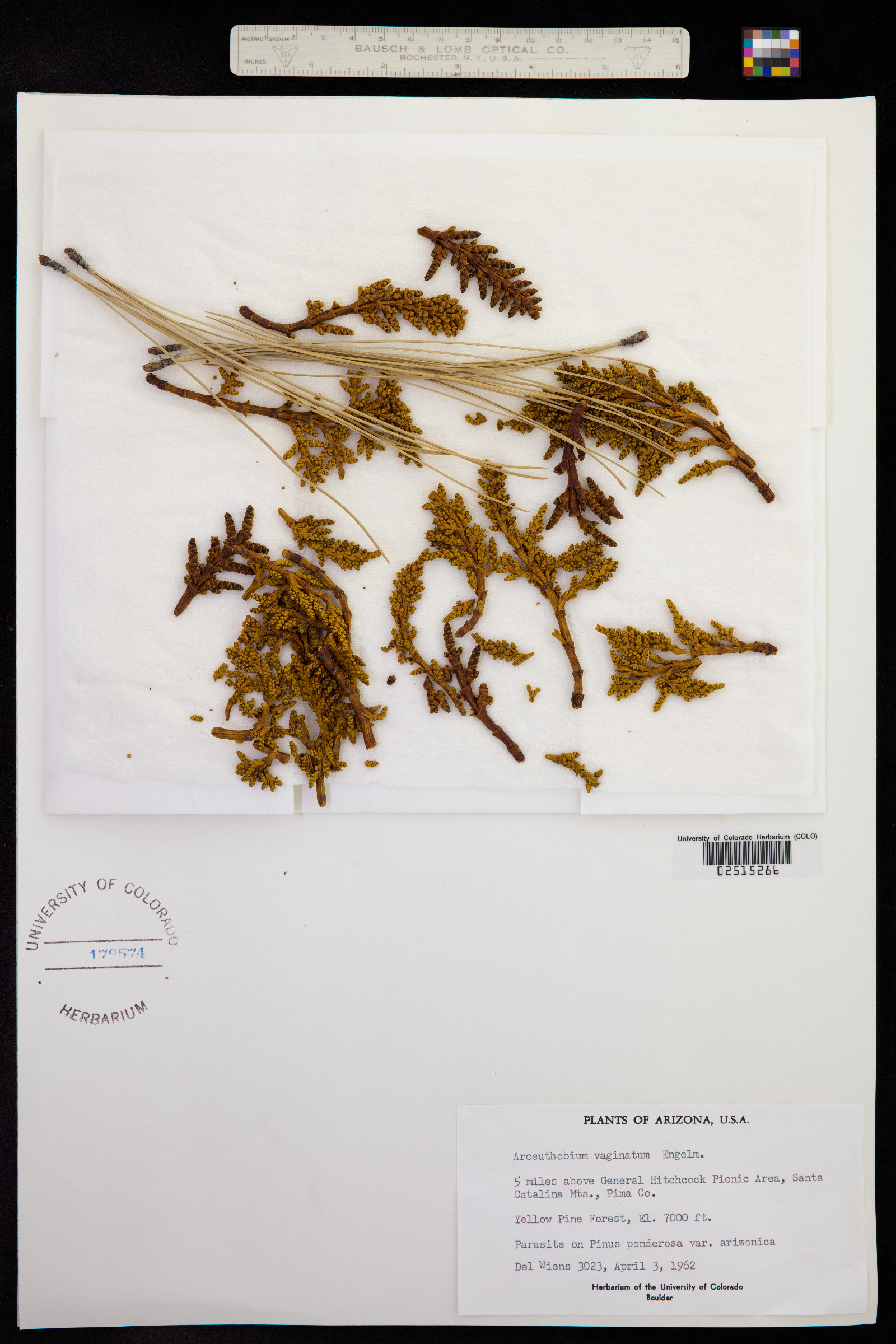 Arceuthobium vaginatum image