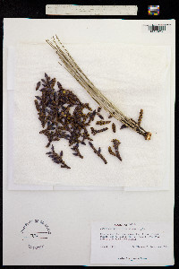 Image of Arceuthobium verticilliflora