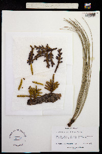 Arceuthobium verticilliflora image