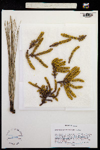 Arceuthobium verticilliflora image