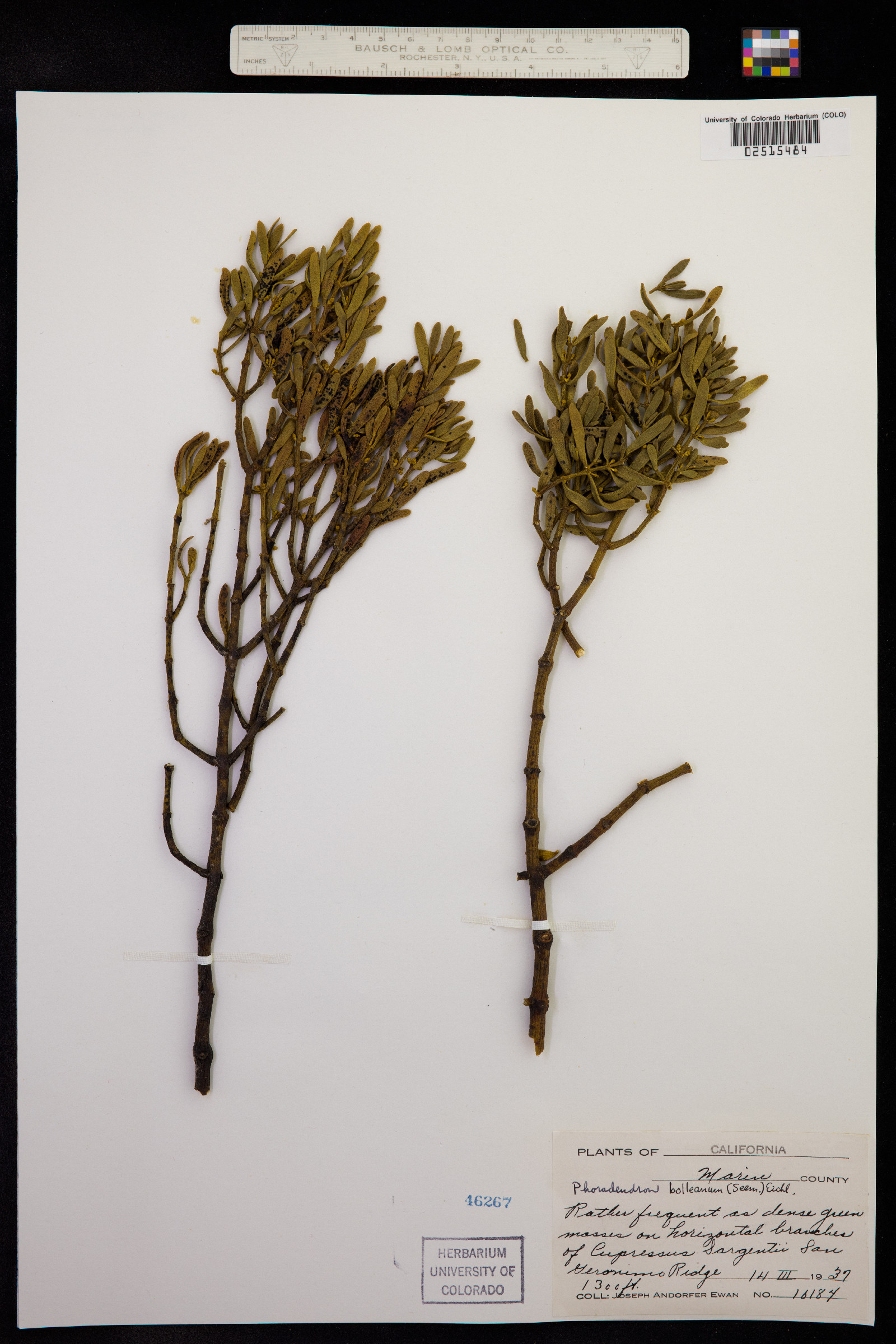 Phoradendron bolleanum image