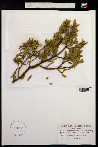 Image of Phoradendron bolleanum