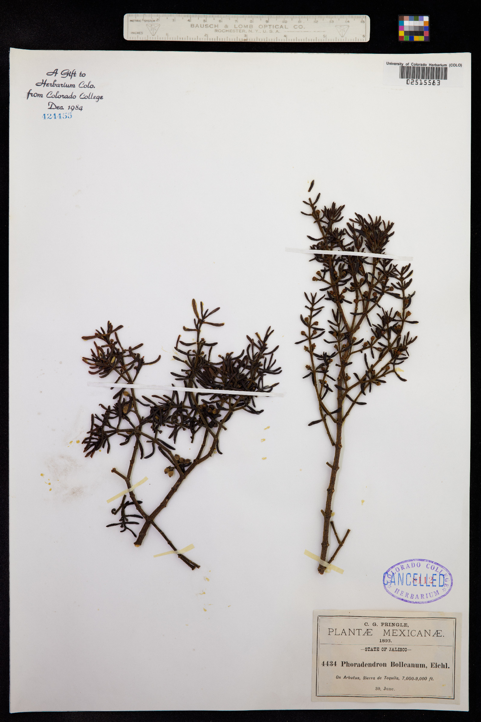 Phoradendron bolleanum image