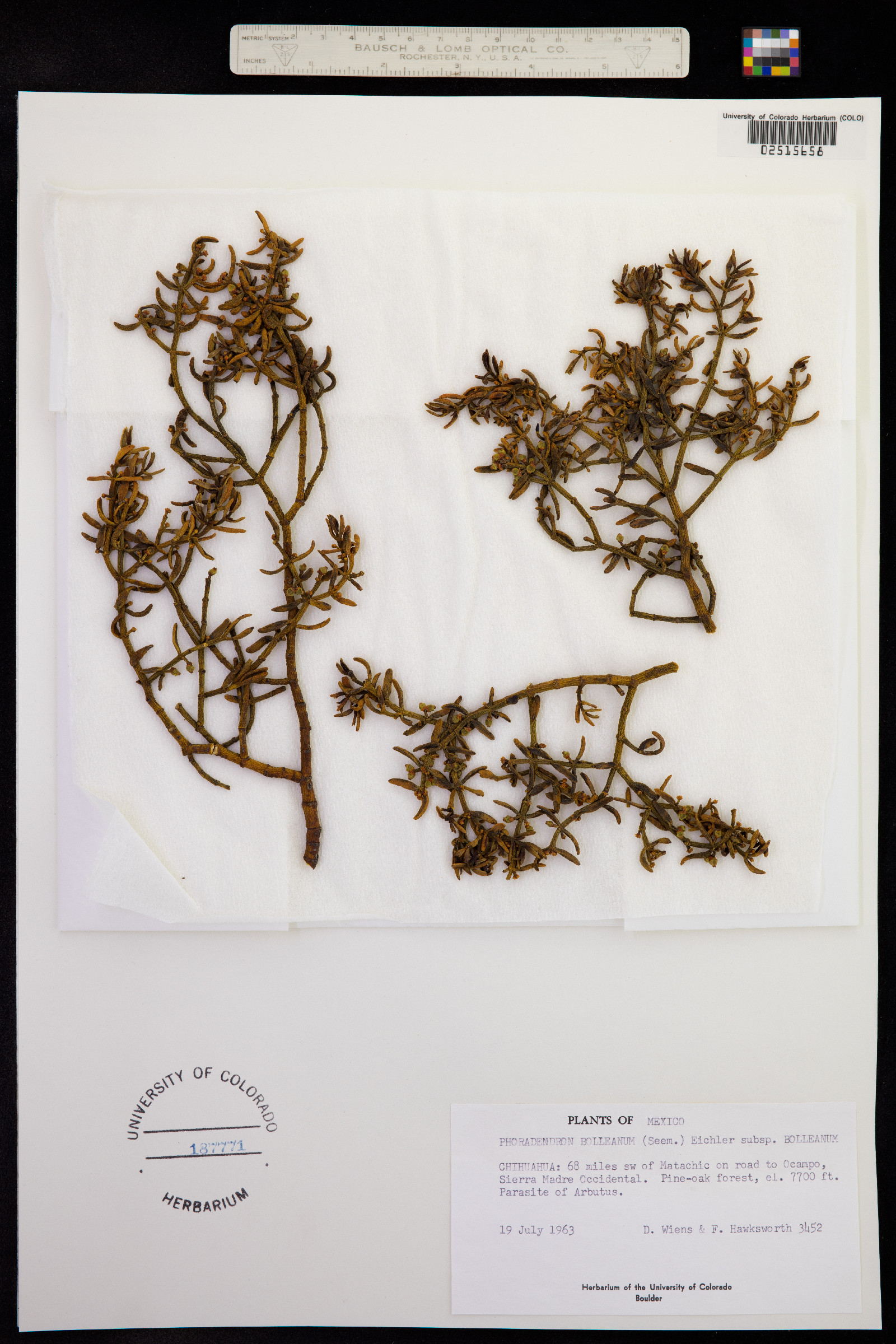 Phoradendron bolleanum image