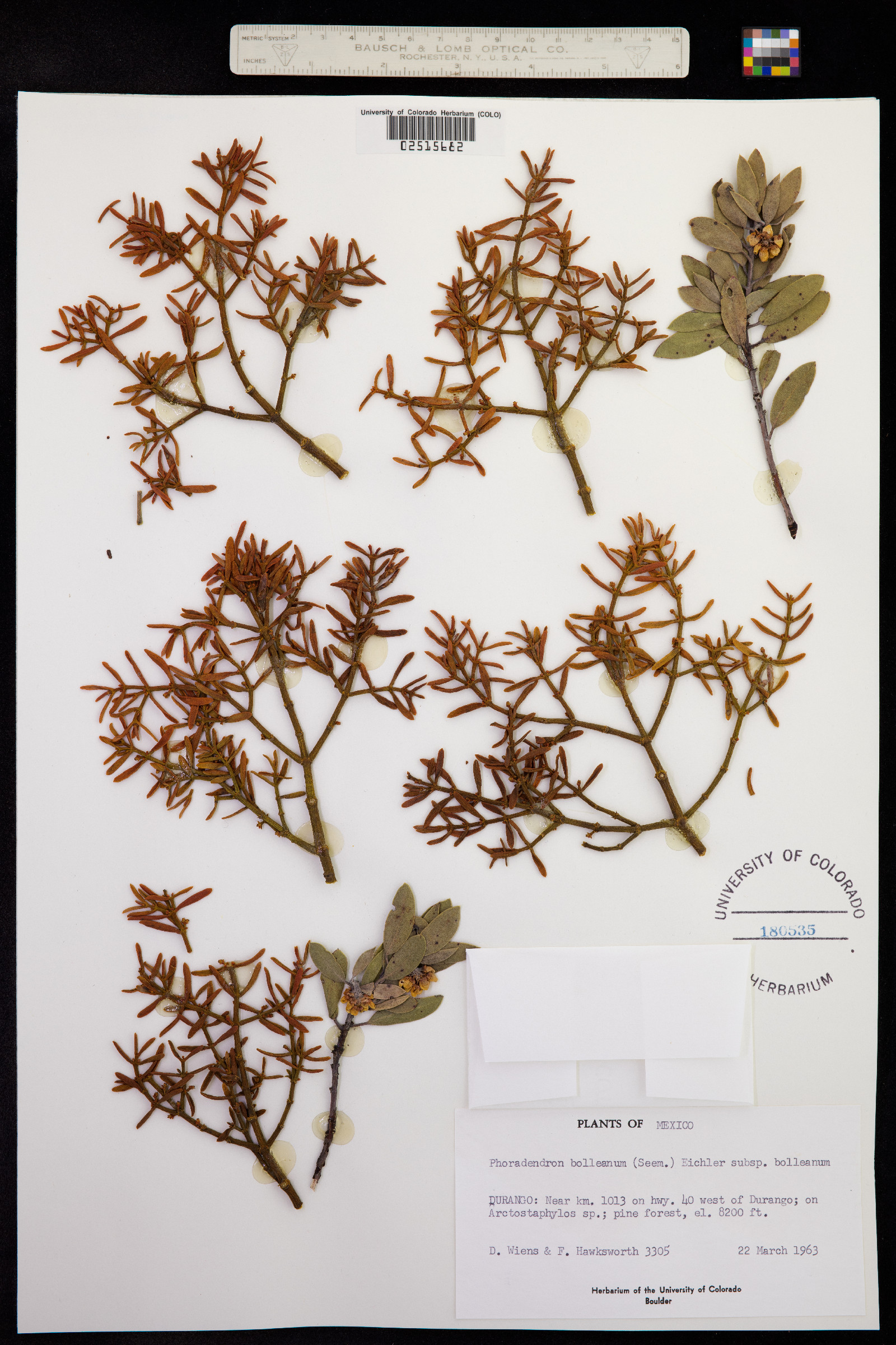 Phoradendron bolleanum image