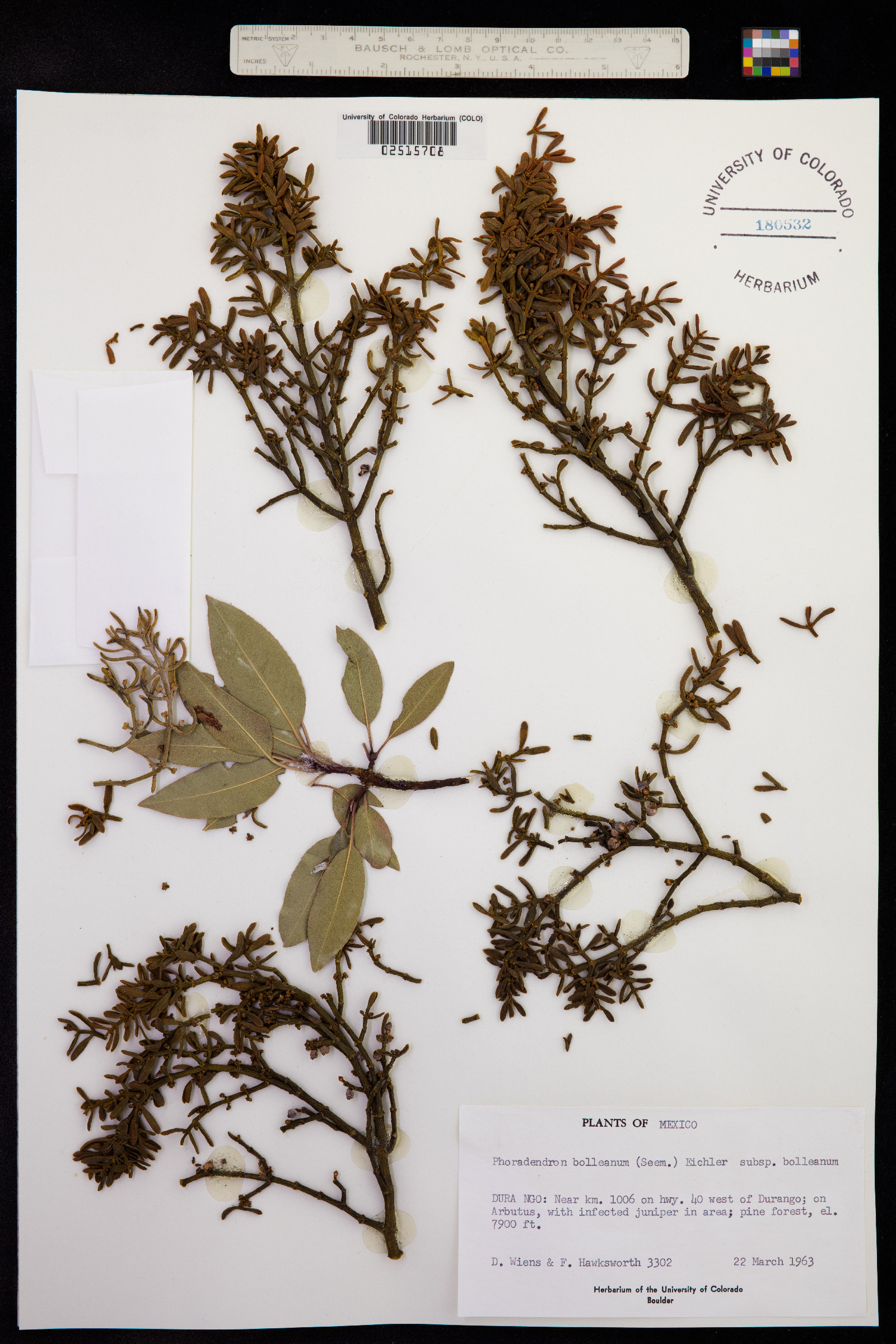 Phoradendron image