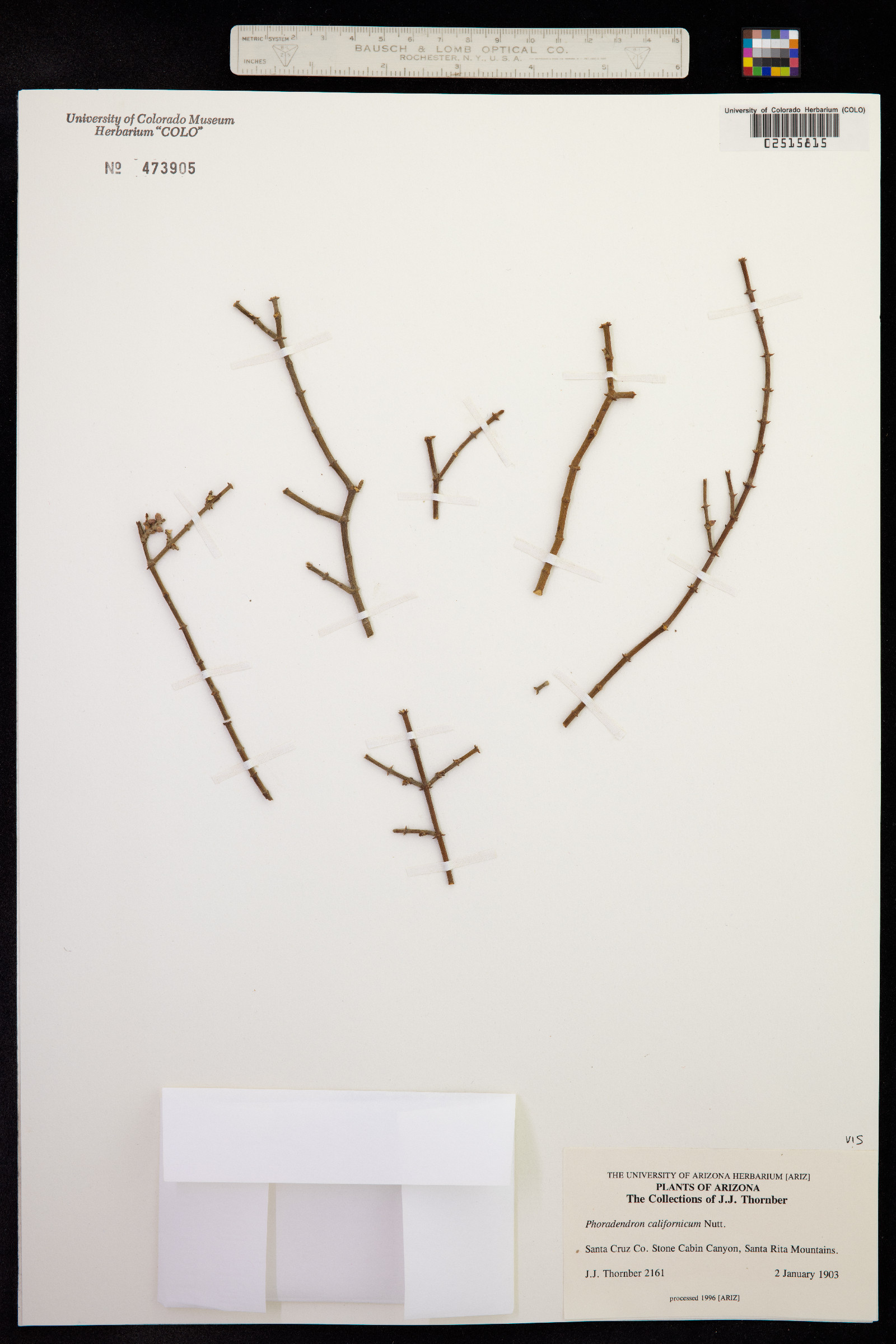 Phoradendron californicum image
