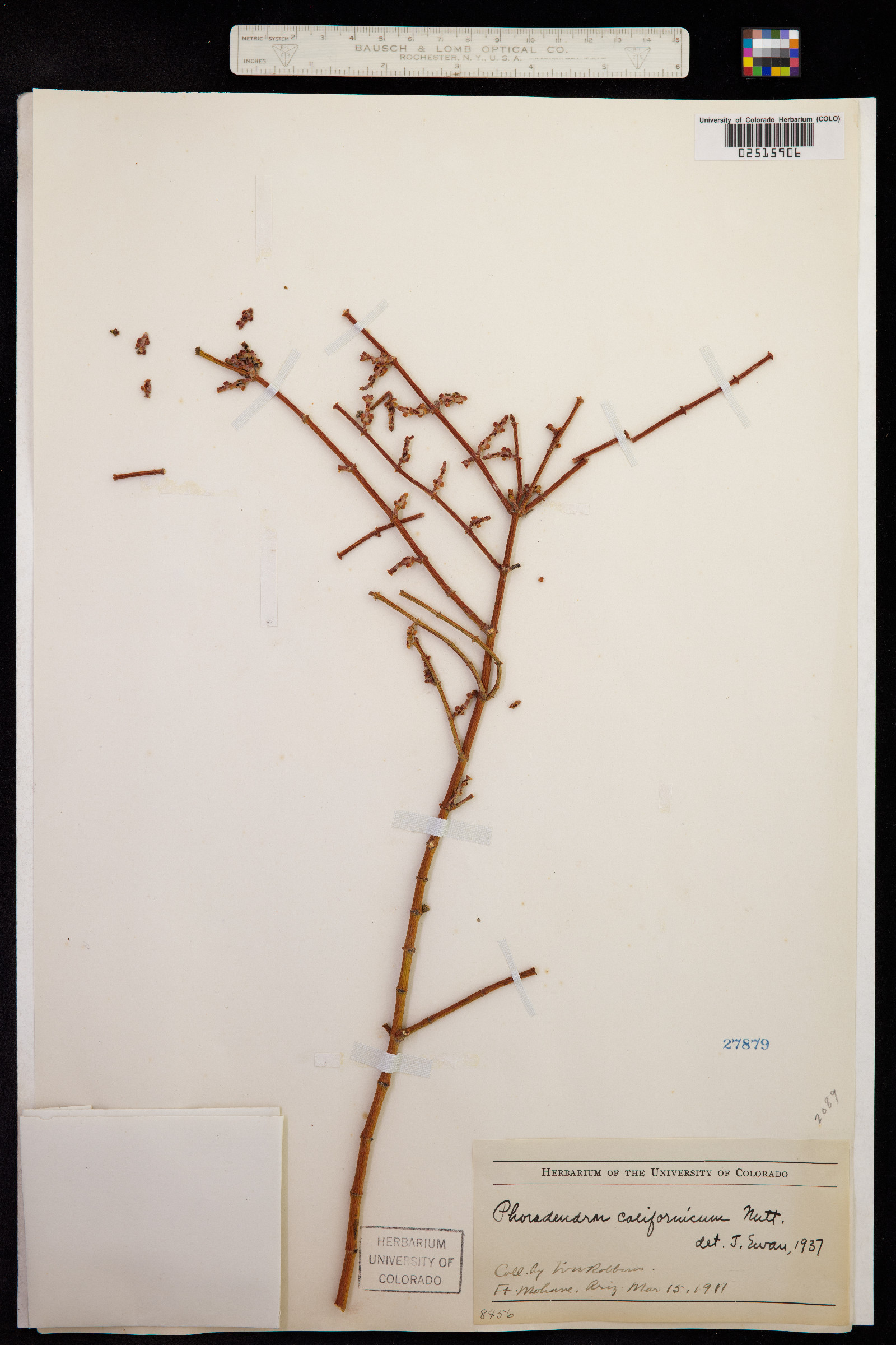 Phoradendron image