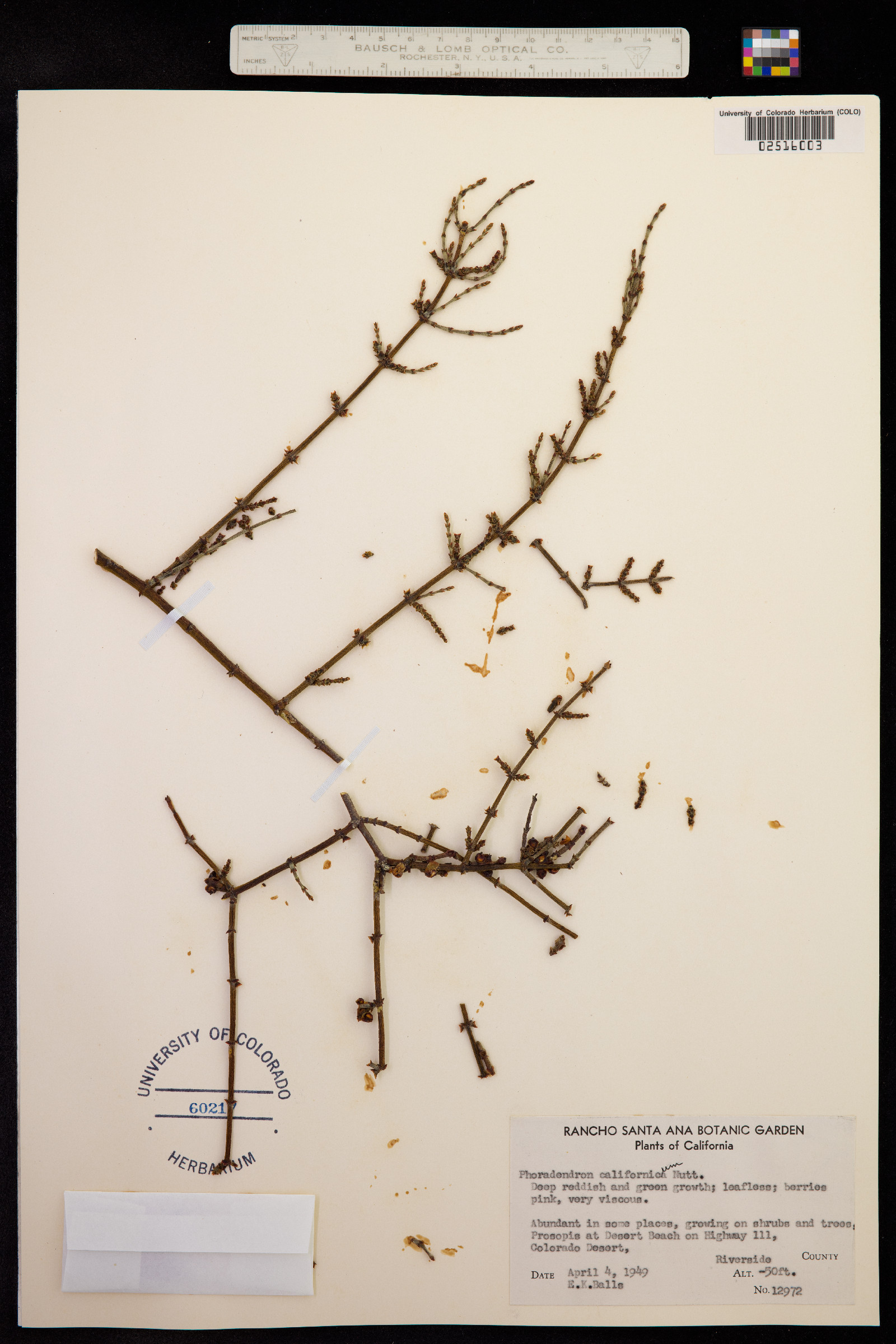 Phoradendron californicum image