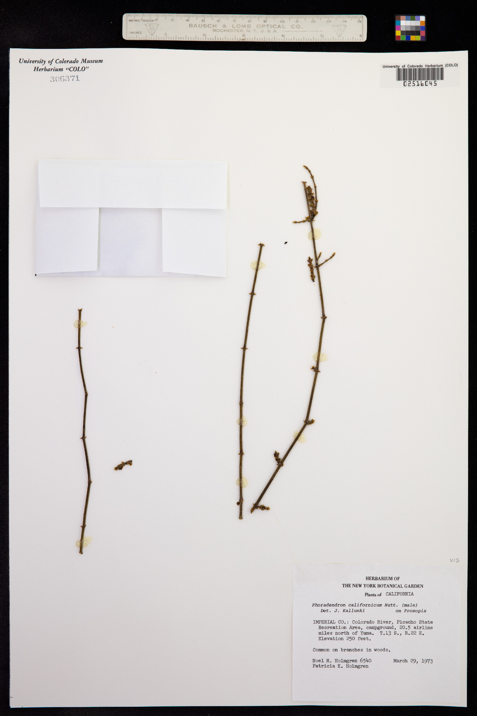 Phoradendron image