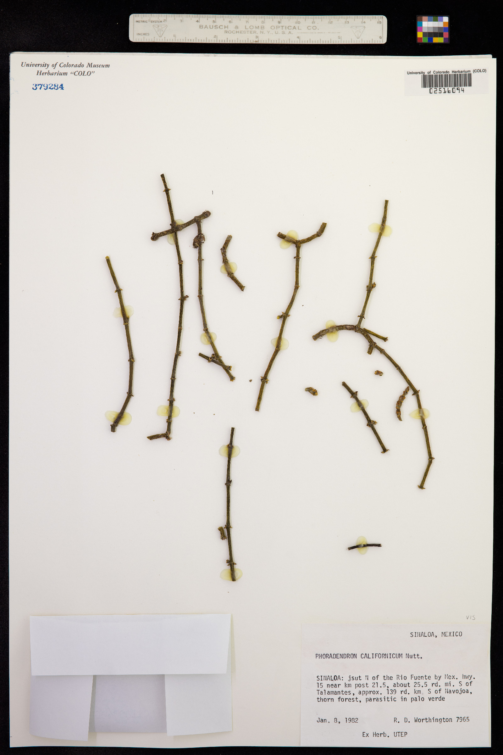 Phoradendron californicum image