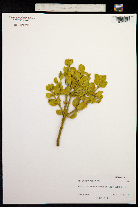 Image of Phoradendron villosum