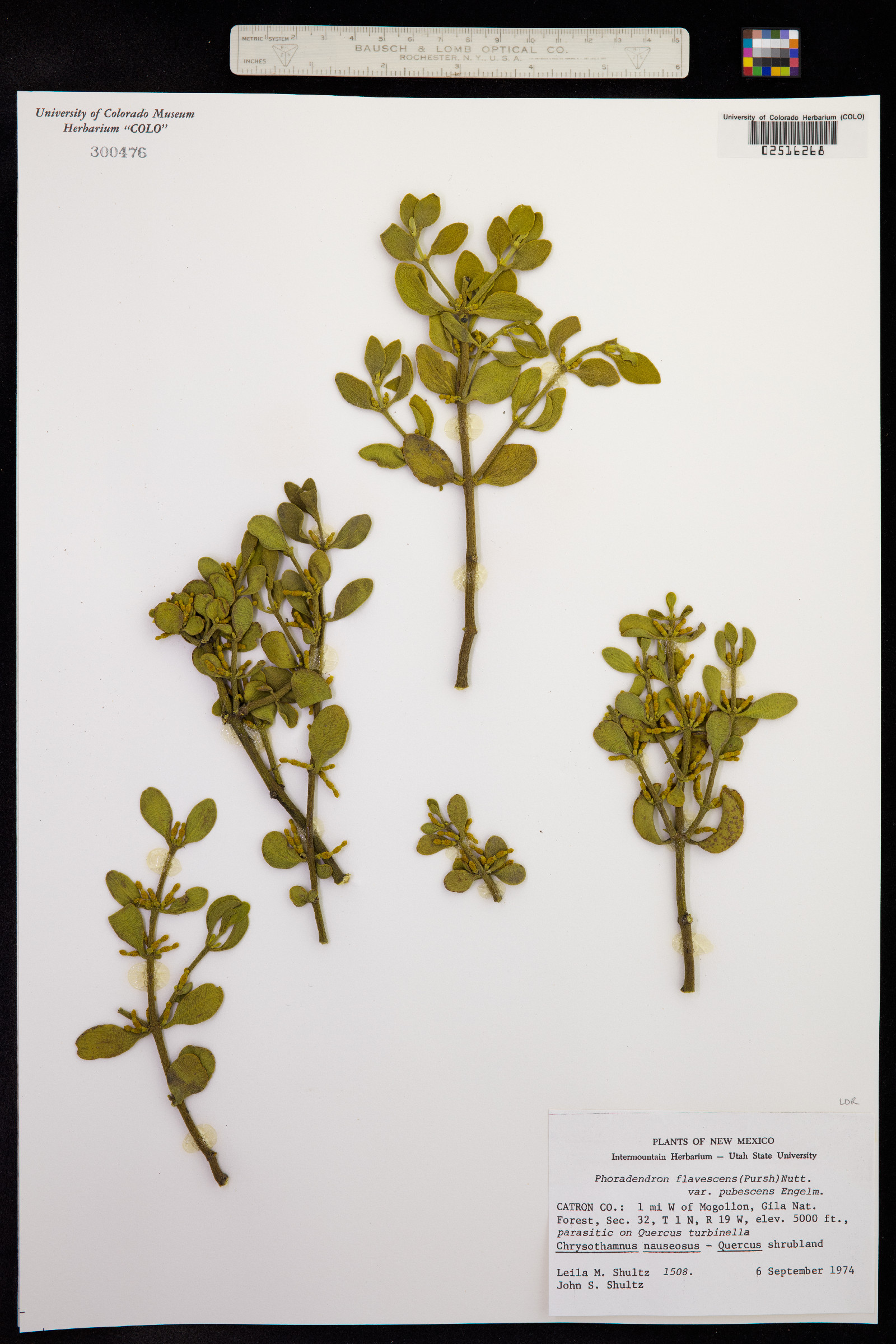 Phoradendron serotinum ssp. serotinum image
