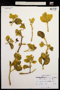 Phoradendron serotinum ssp. serotinum image