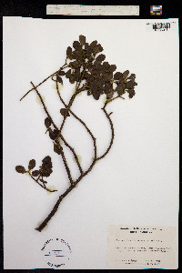Phoradendron serotinum ssp. serotinum image