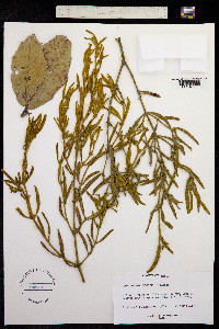 Phoradendron galeottii image