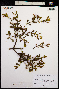 Phoradendron guazumae image