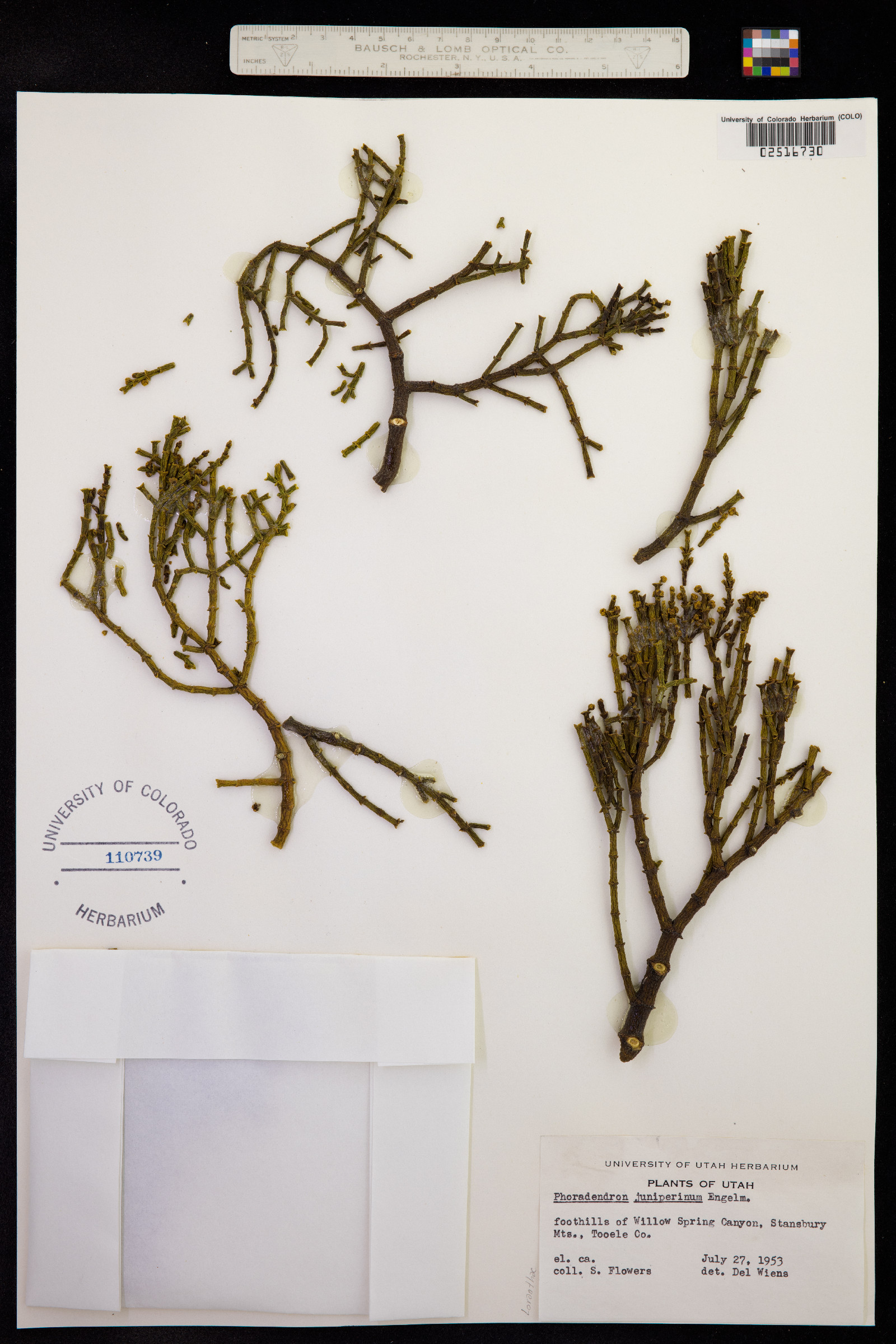 Phoradendron image