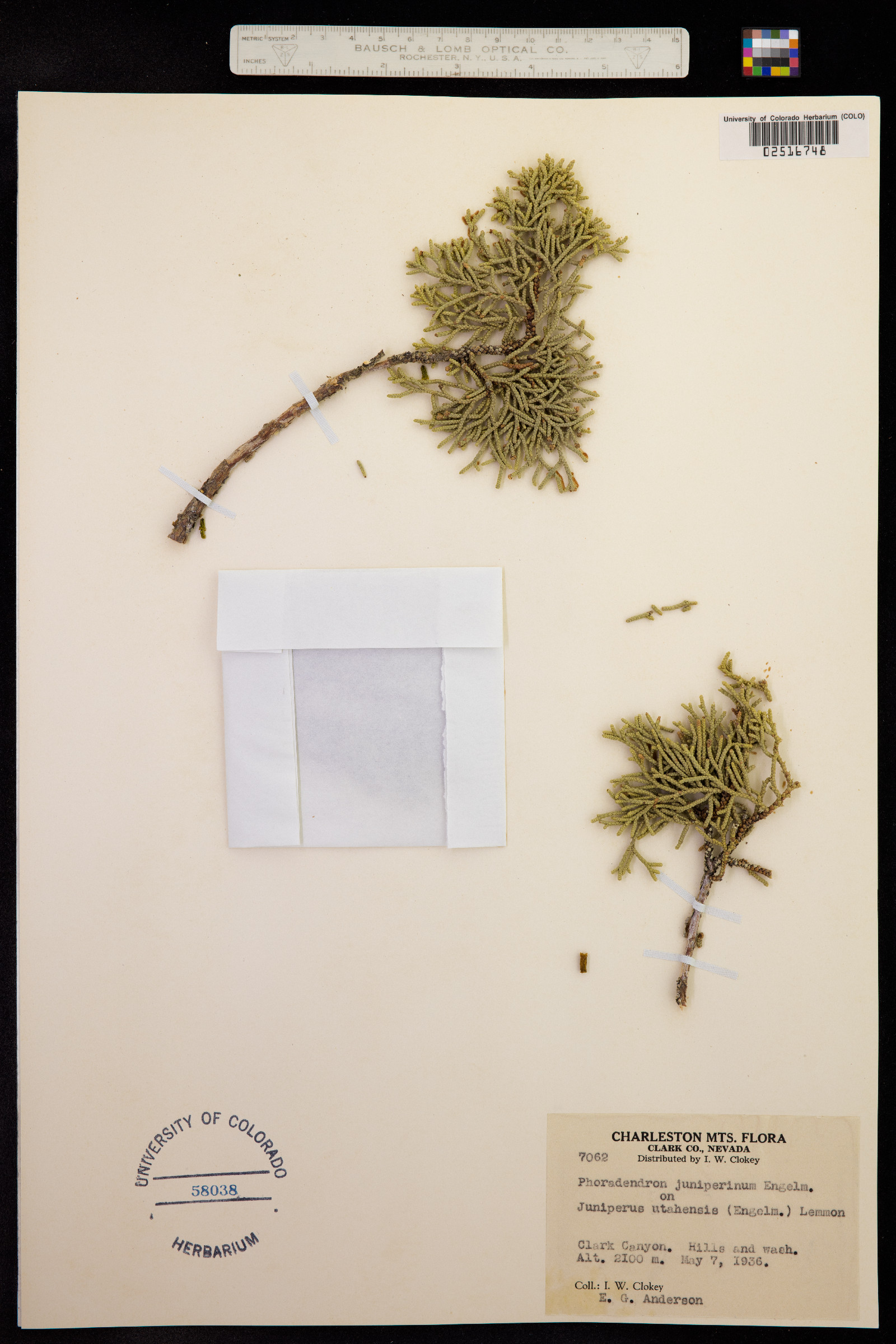 Phoradendron juniperinum image