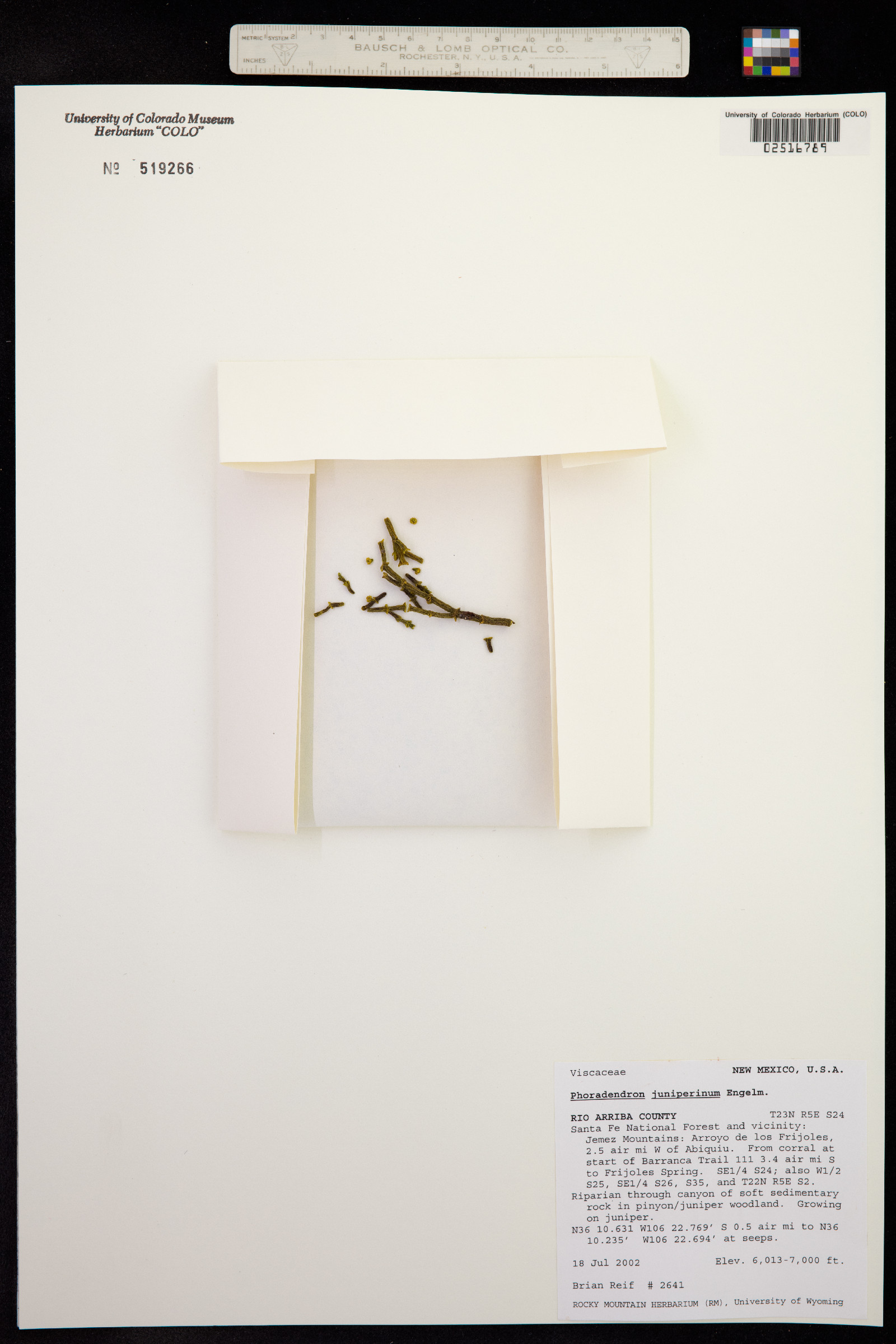 Phoradendron juniperinum image