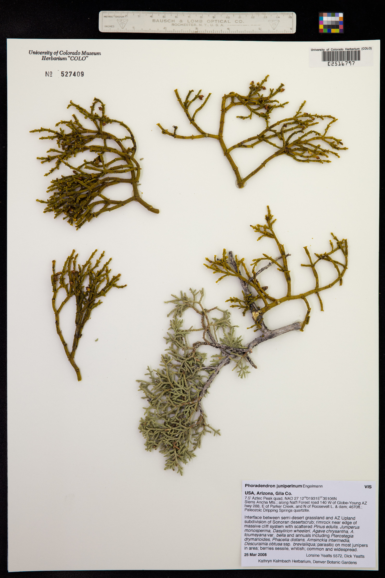 Phoradendron juniperinum image