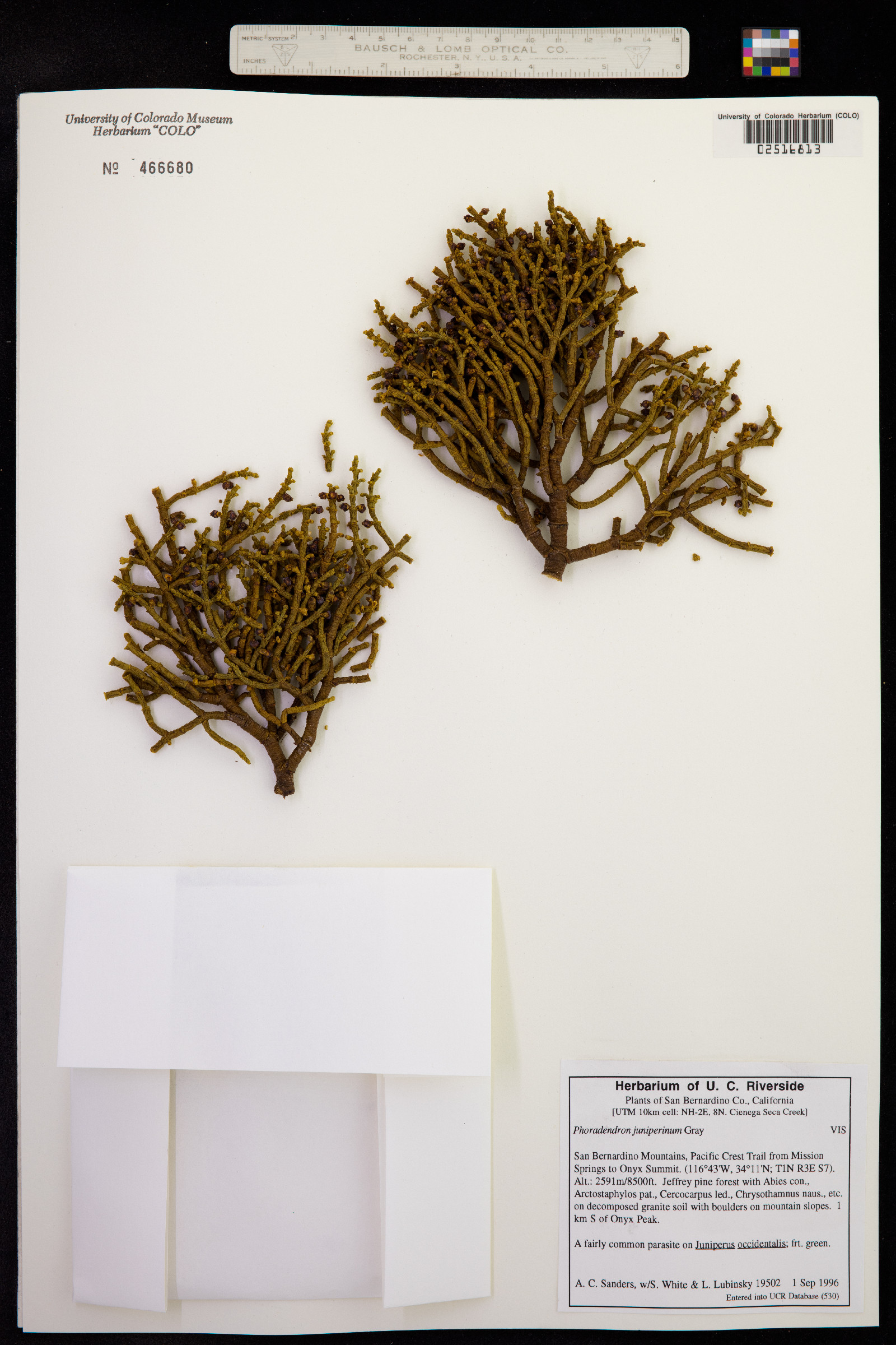 Phoradendron juniperinum image