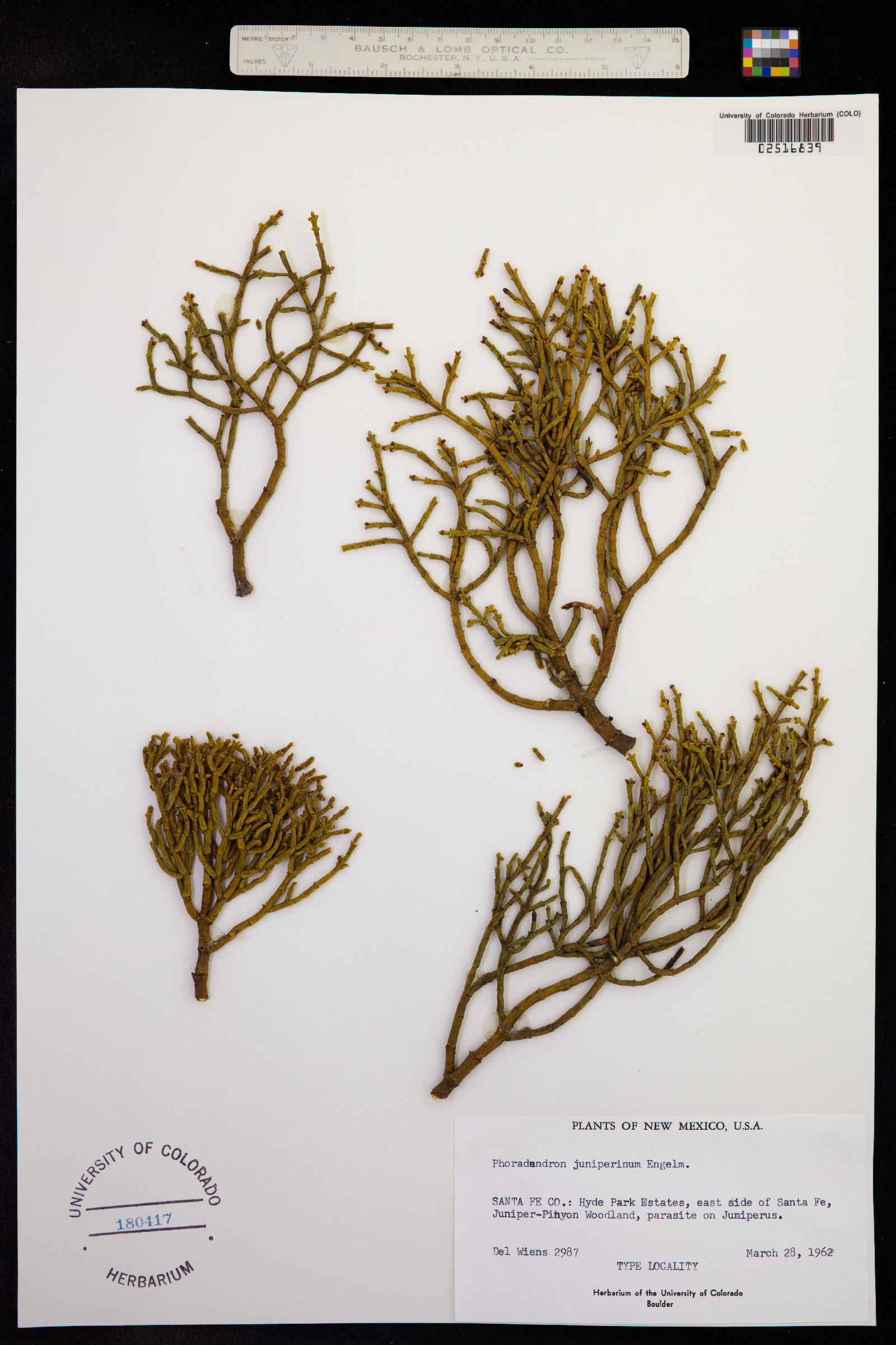 Phoradendron juniperinum image