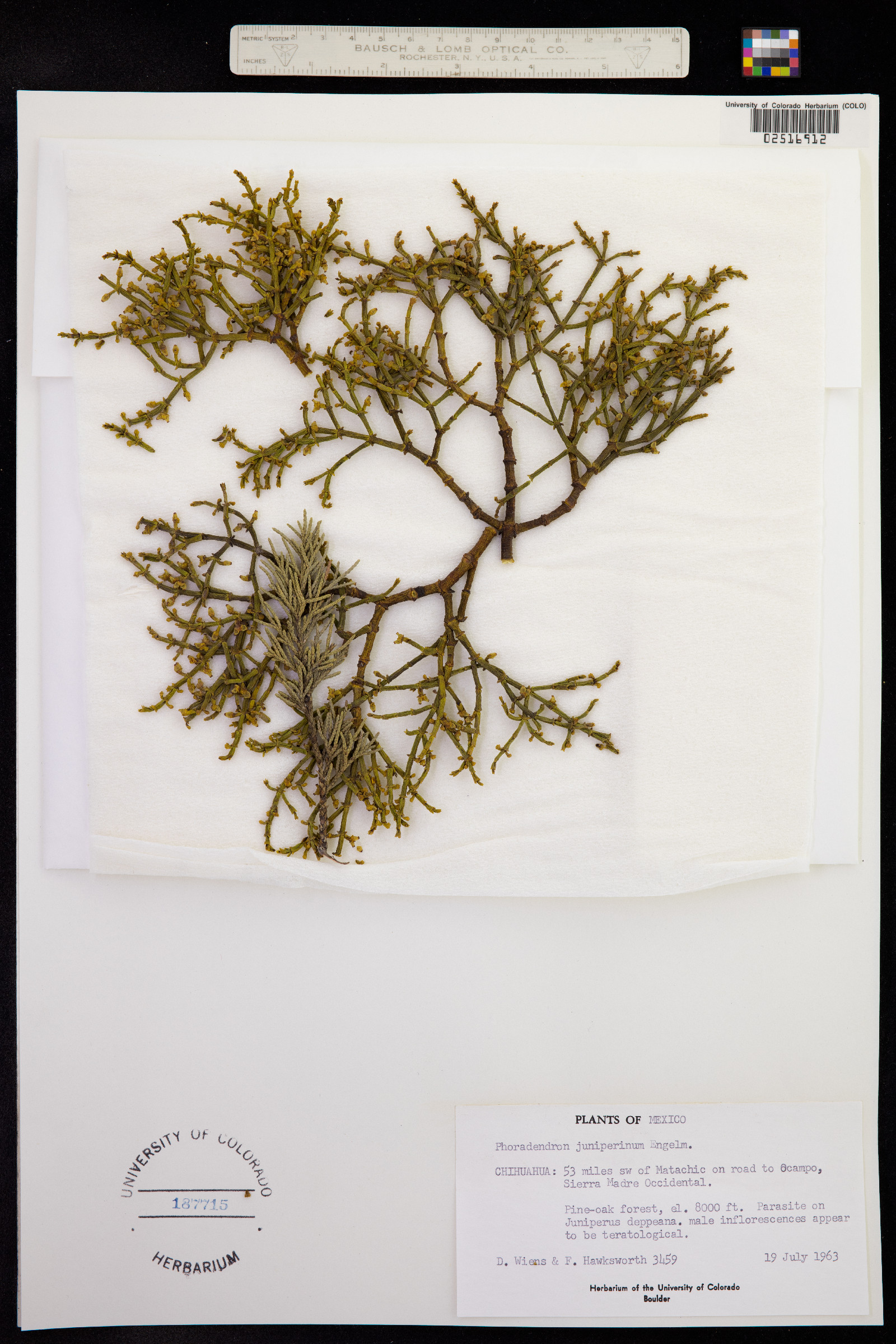 Phoradendron juniperinum image