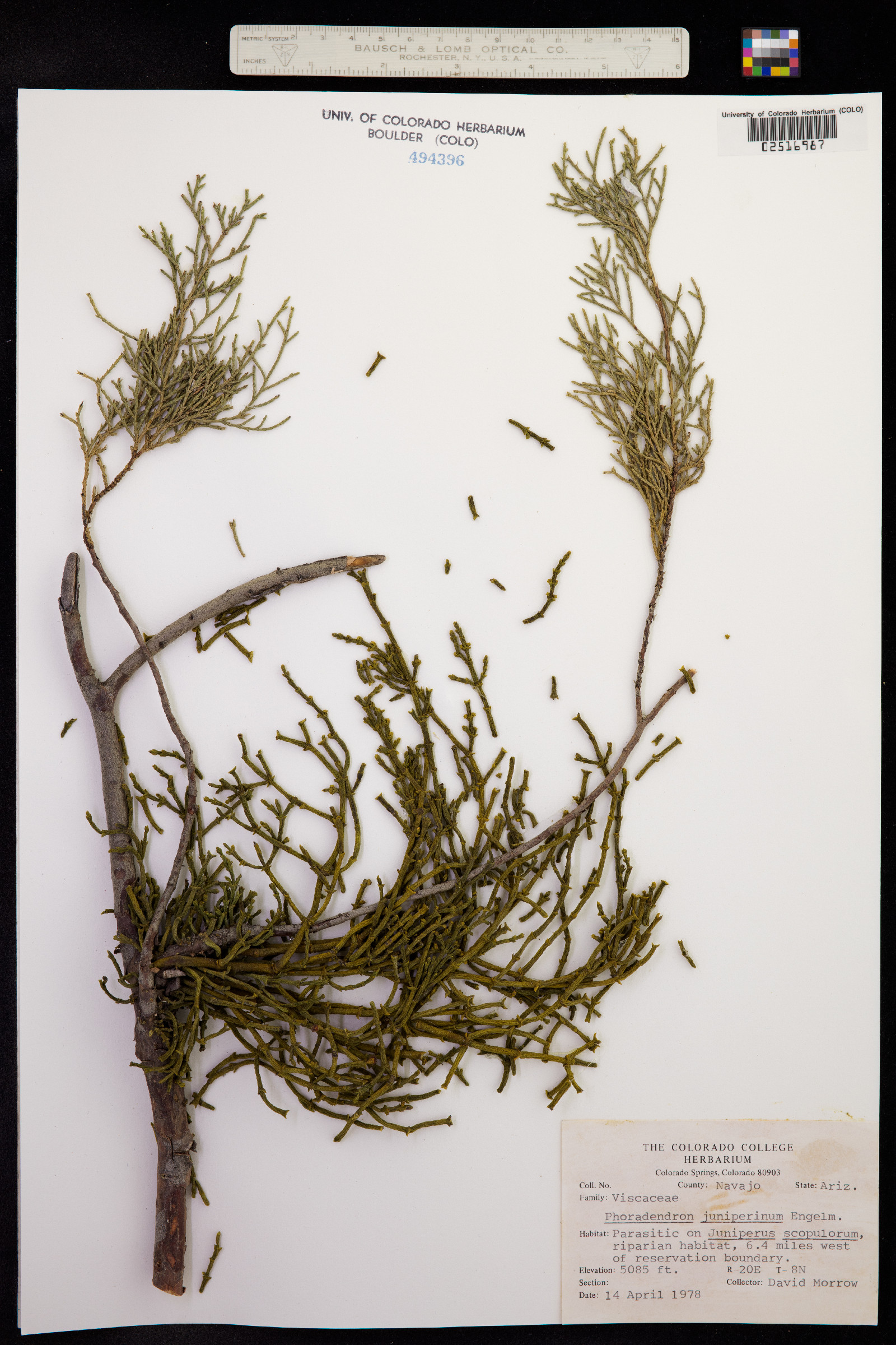 Phoradendron juniperinum image