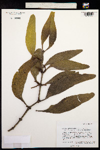 Phoradendron longifolium image