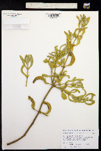 Phoradendron longifolium image
