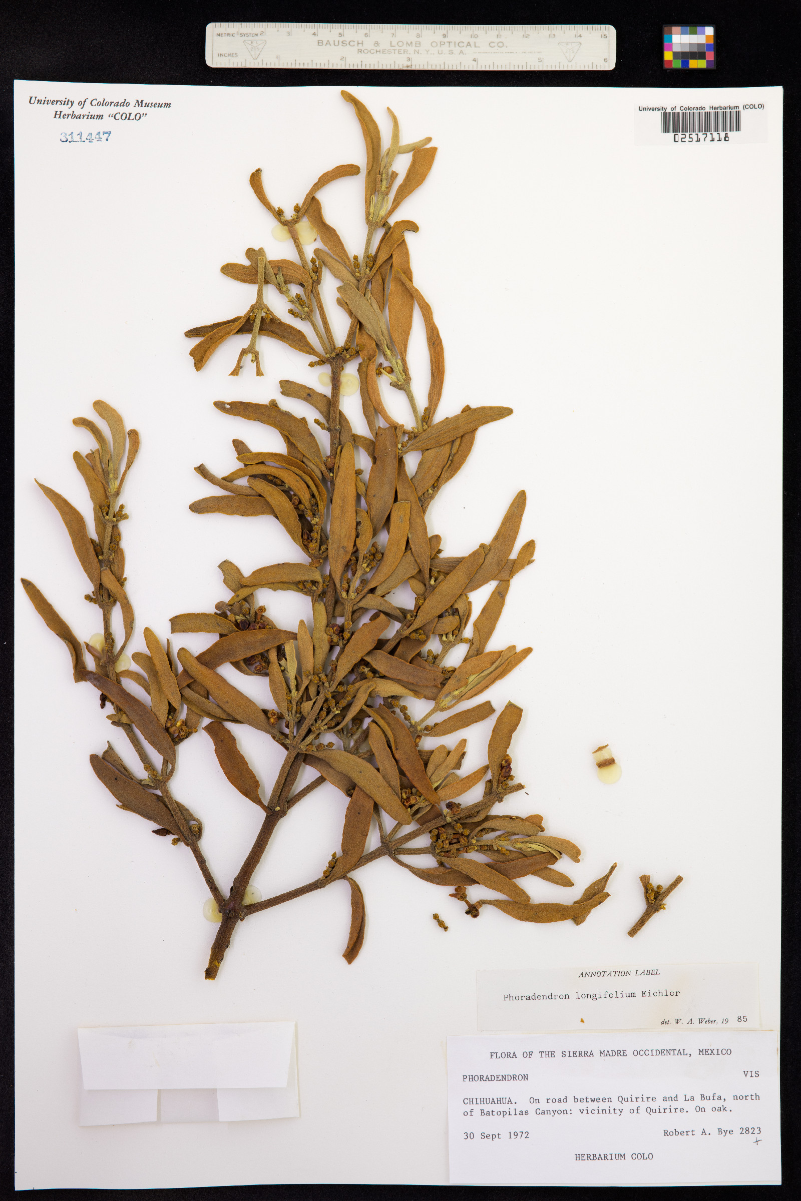 Phoradendron longifolium image