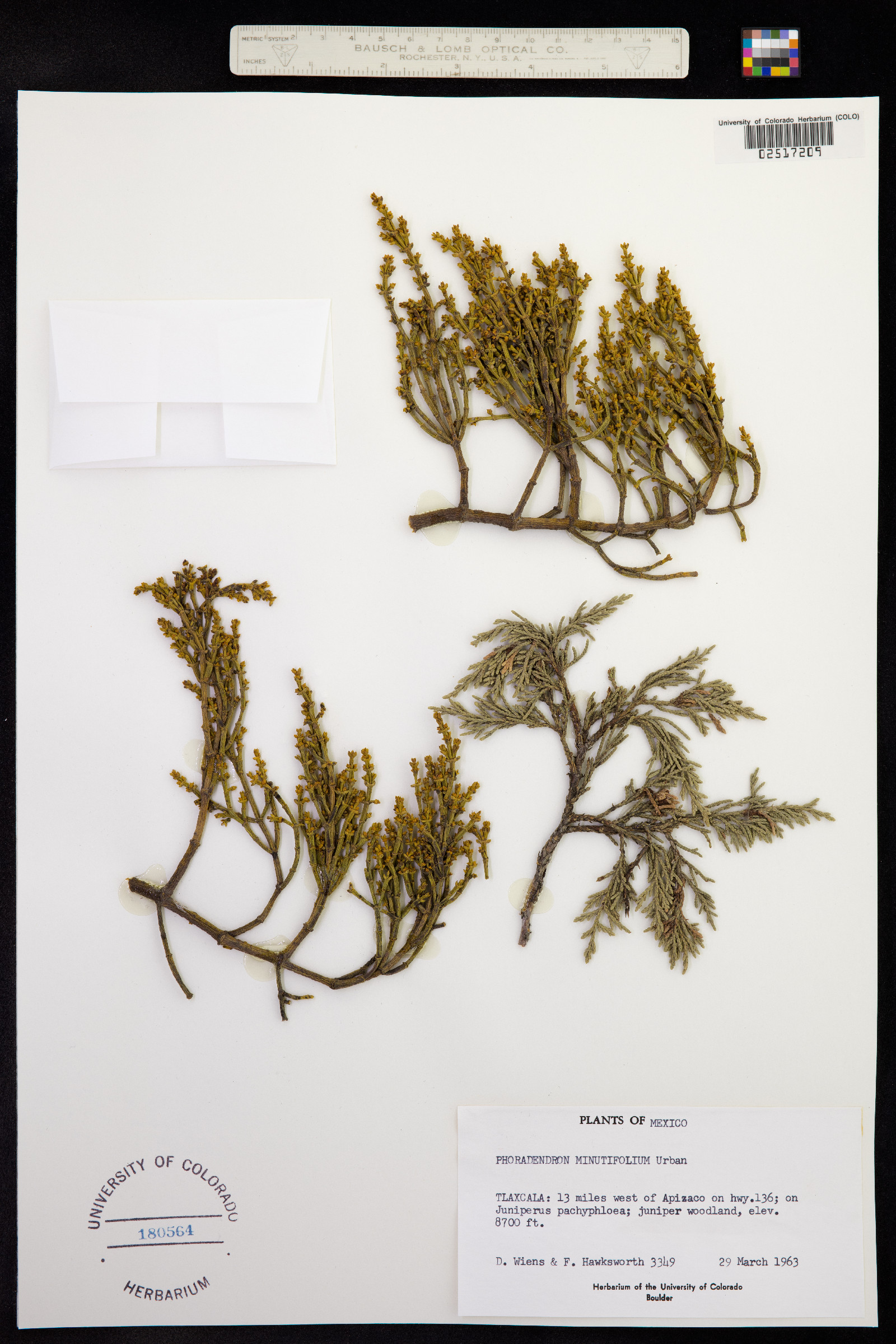Phoradendron minutifolium image