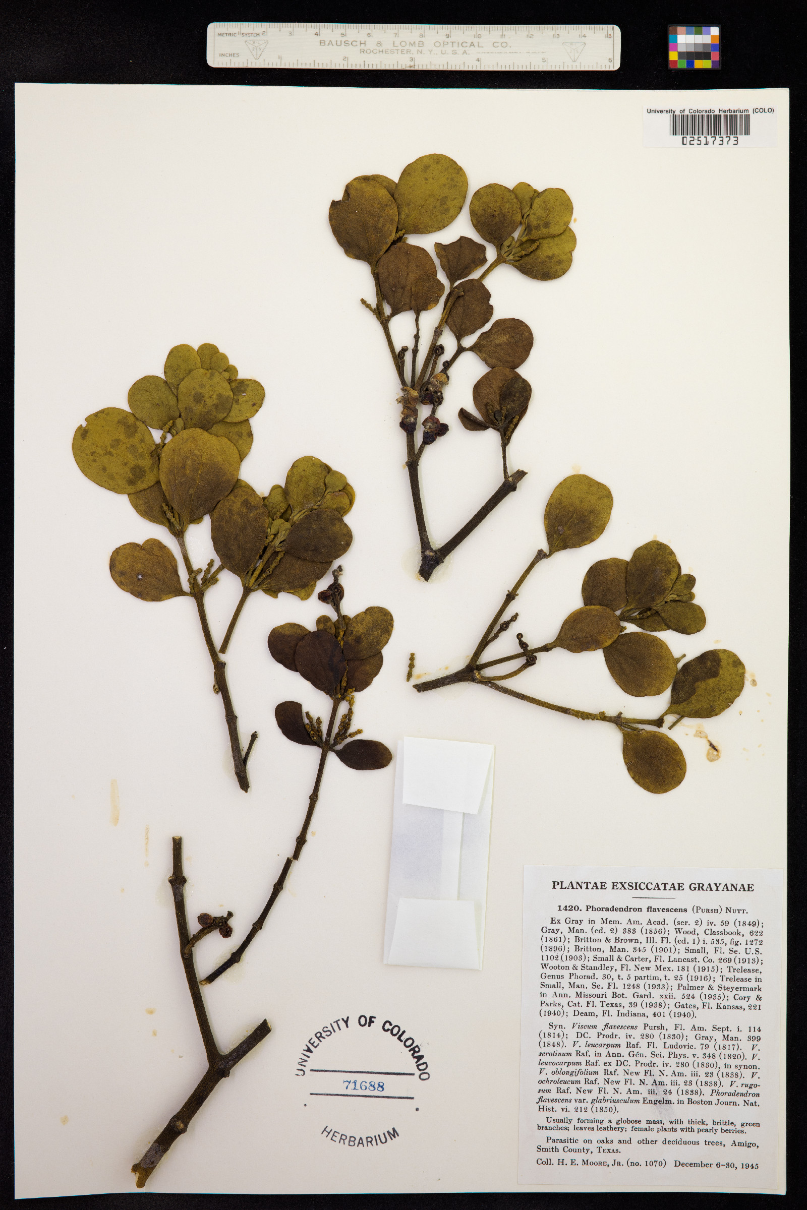 Phoradendron serotinum image