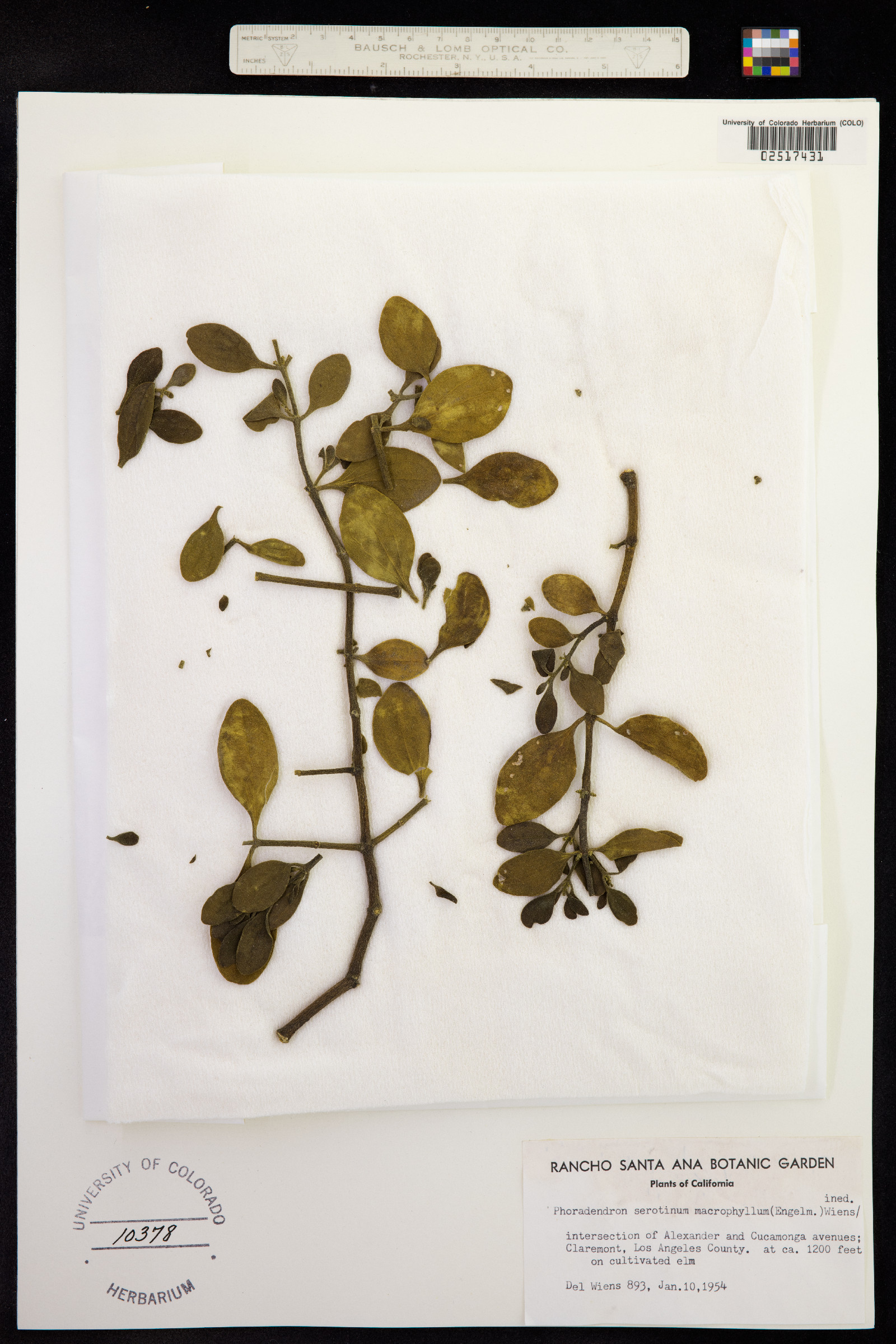 Phoradendron serotinum image